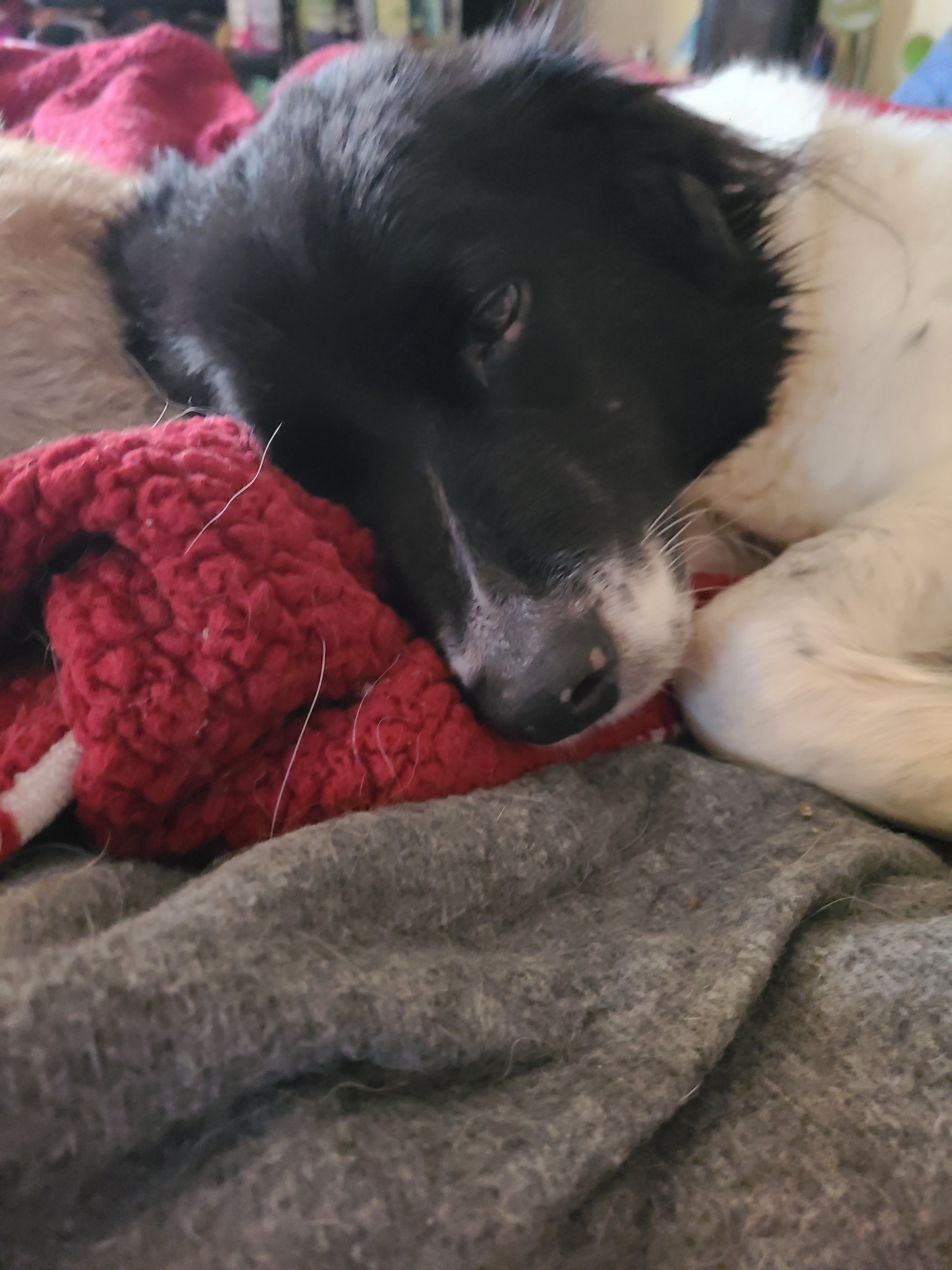 Help Bennett Get Surgery for His Broken Leg campaign photo, 4 of 8