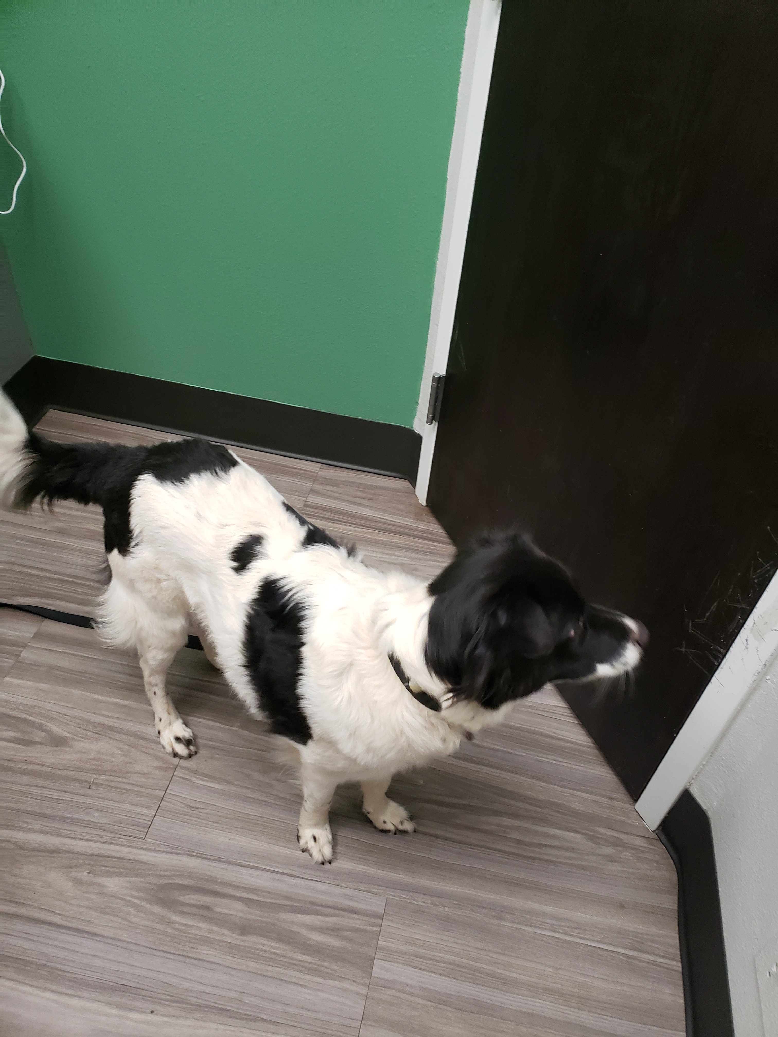 Help Bennett Get Surgery for His Broken Leg campaign photo, 5 of 8