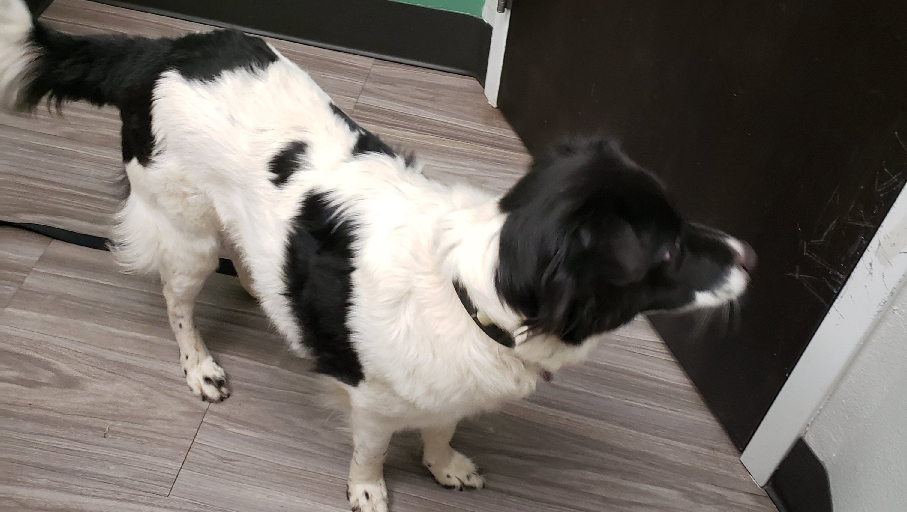 Faq Ideas Fundraiser by Jennifer Walker : Help Bennett Get Surgery for His Broken Leg