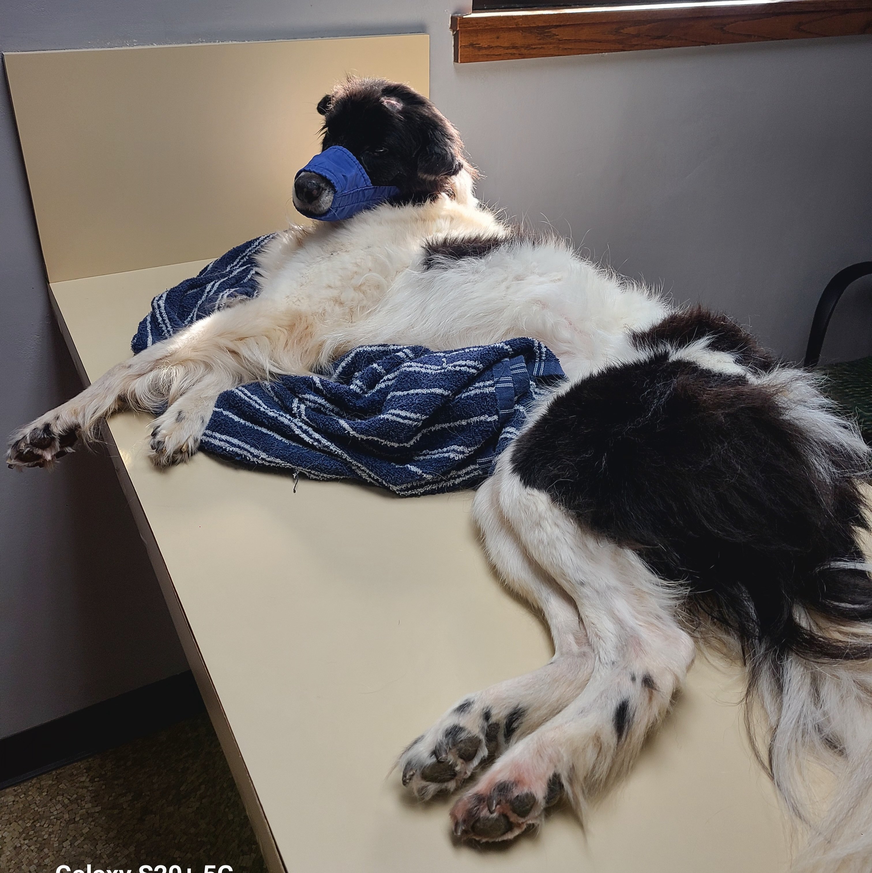 Help Bennett Get Surgery for His Broken Leg campaign photo, 6 of 8