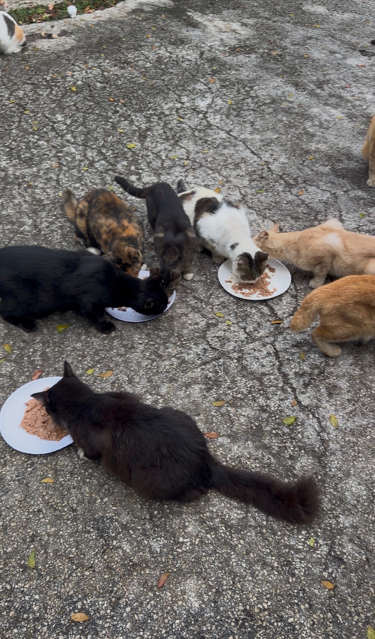 Help Build the Catison Sanctuary campaign photo, 6 of 8