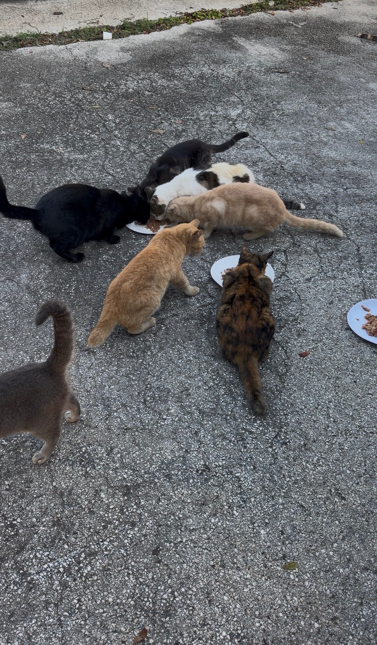 Help Build the Catison Sanctuary campaign photo, 5 of 8