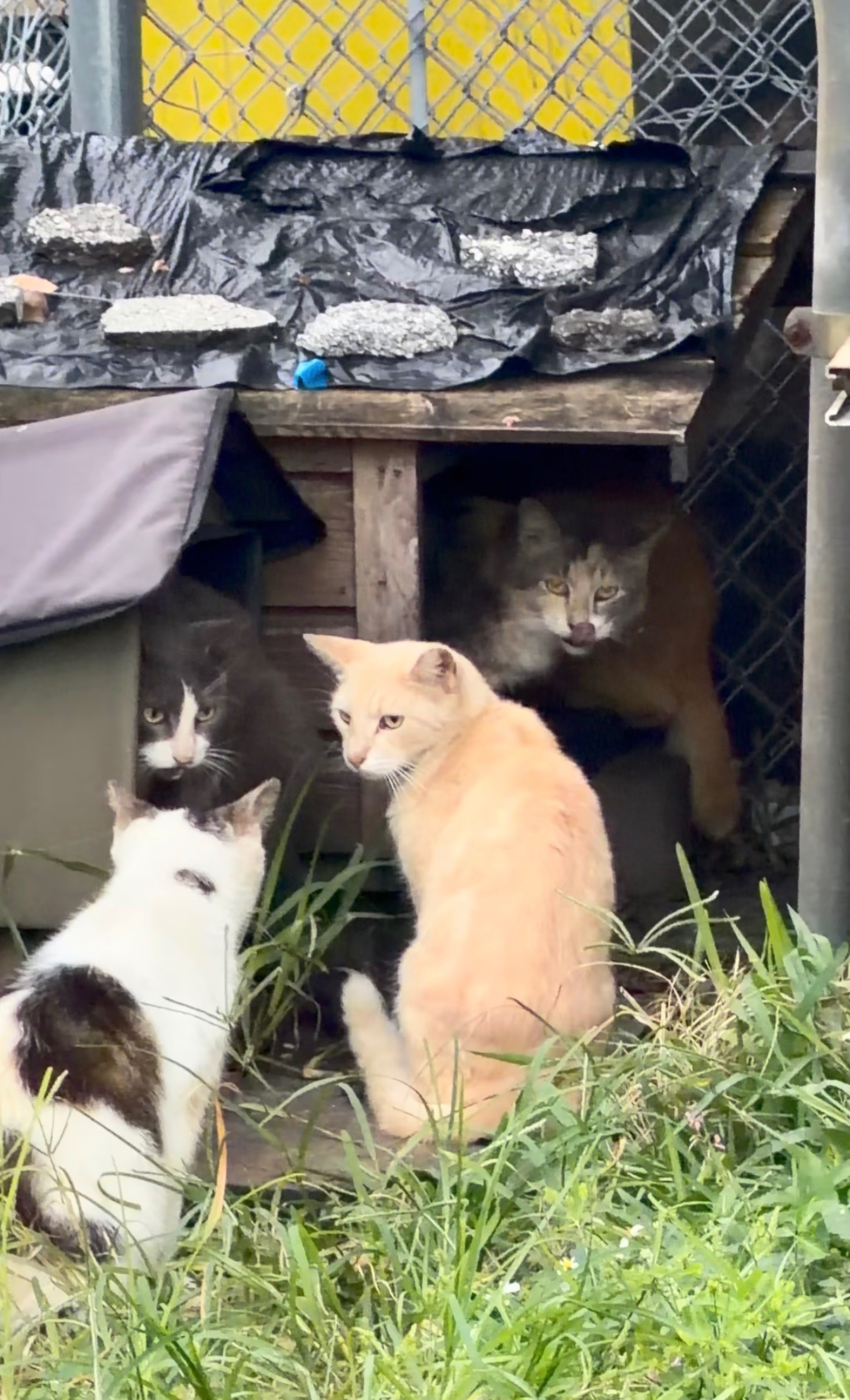 Help Build the Catison Sanctuary campaign photo, 4 of 8