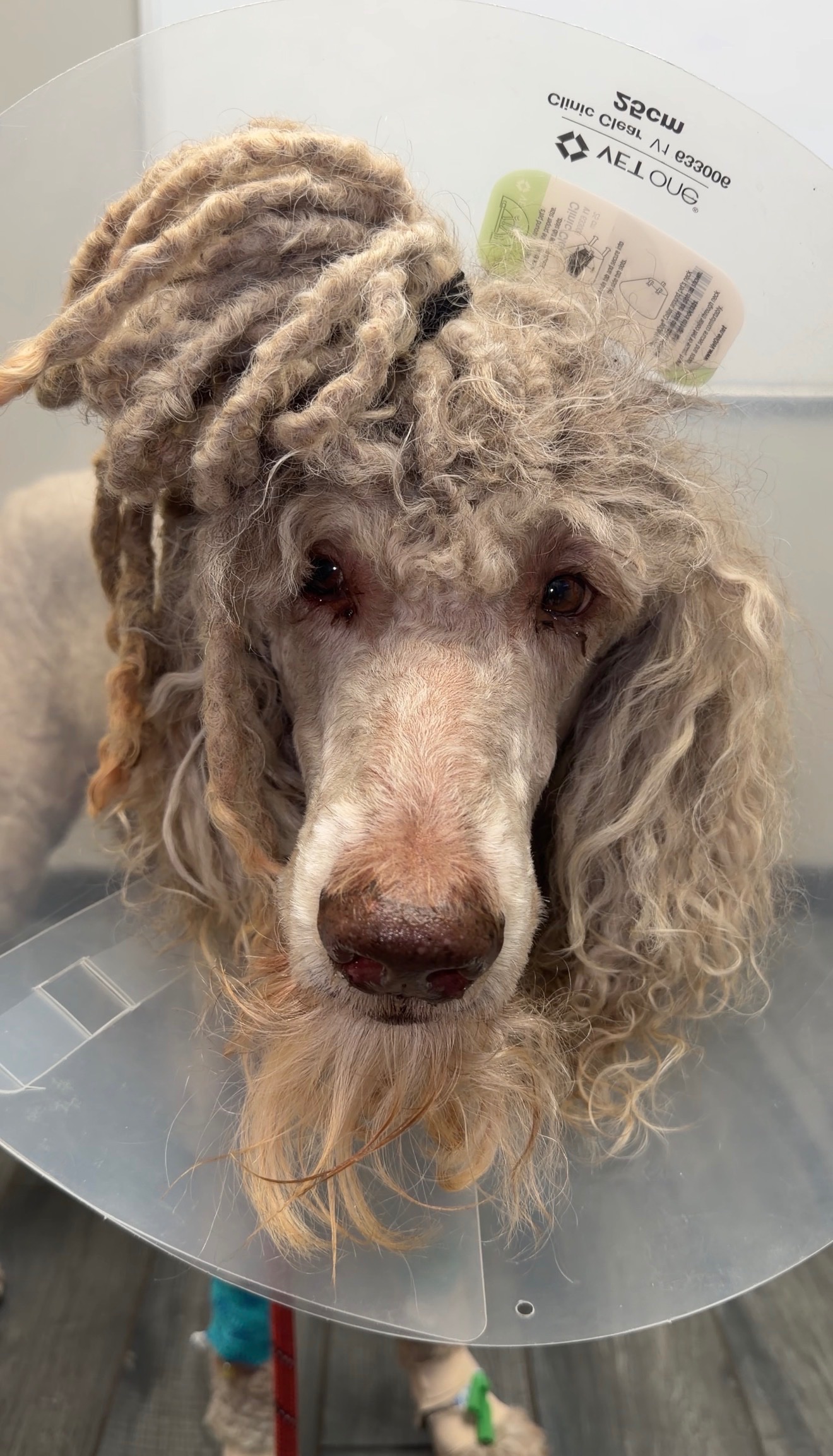 Sosa’s Emergency Surgery Fund ❤️ campaign photo, 6 of 7