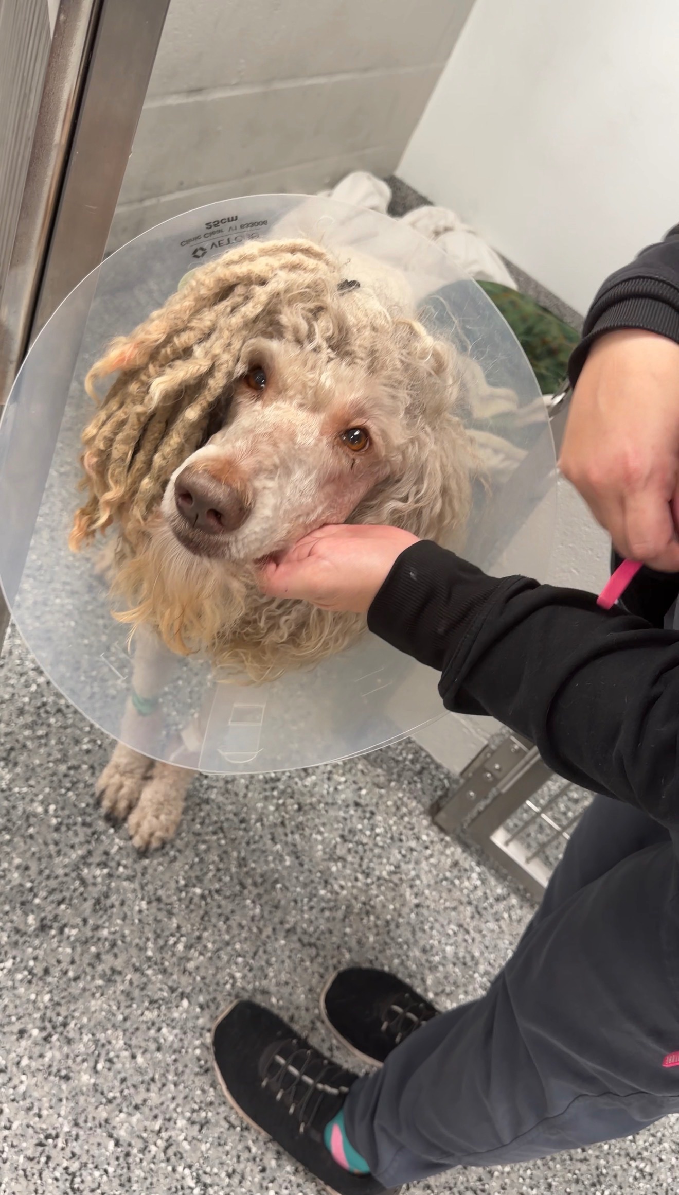 Sosa’s Emergency Surgery Fund ❤️ campaign photo, 2 of 7