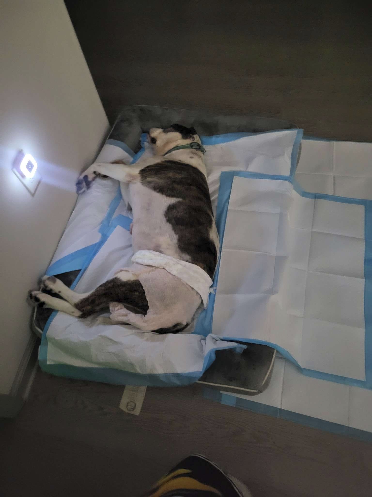 Relief for Debt and Upcoming Vet Care campaign photo, 2 of 5