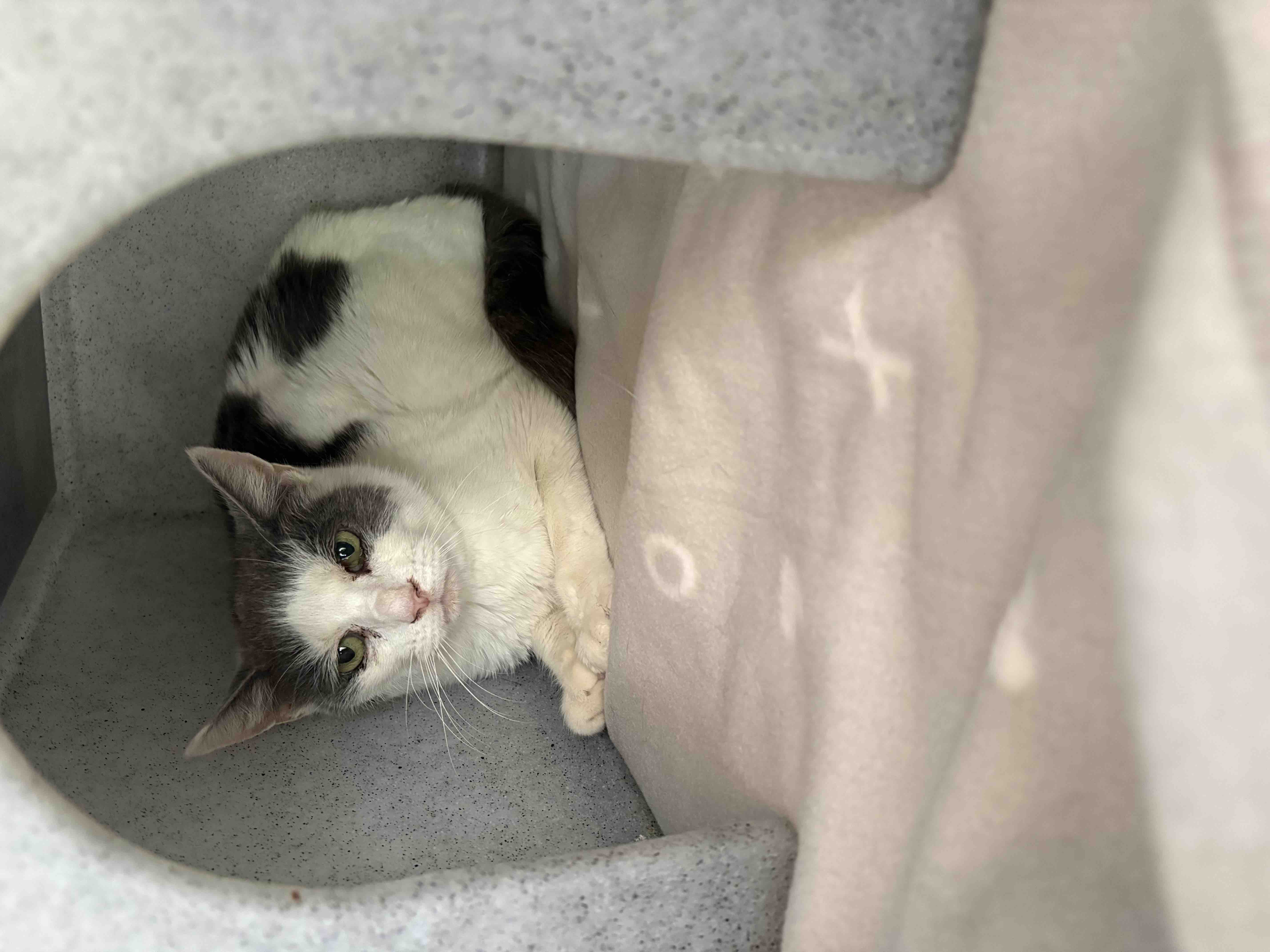 HELP US RE OPEN OUR DOORS TO MORE CATS IN NEED campaign photo, 11 of 12