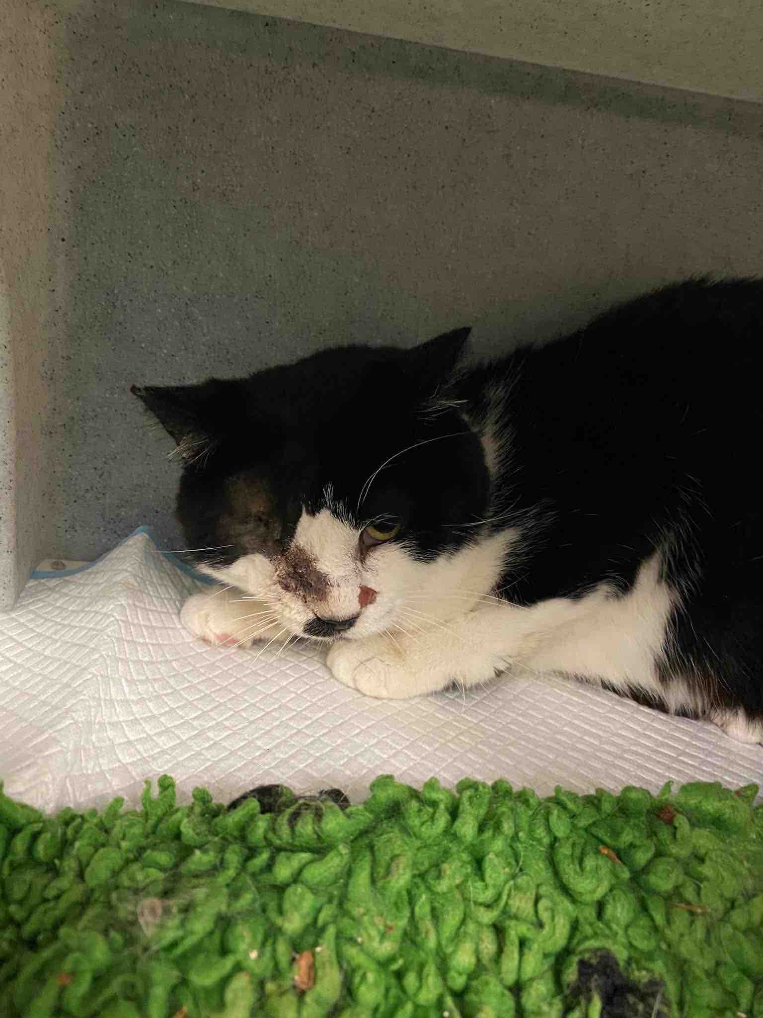 HELP US RE OPEN OUR DOORS TO MORE CATS IN NEED campaign photo, 2 of 12
