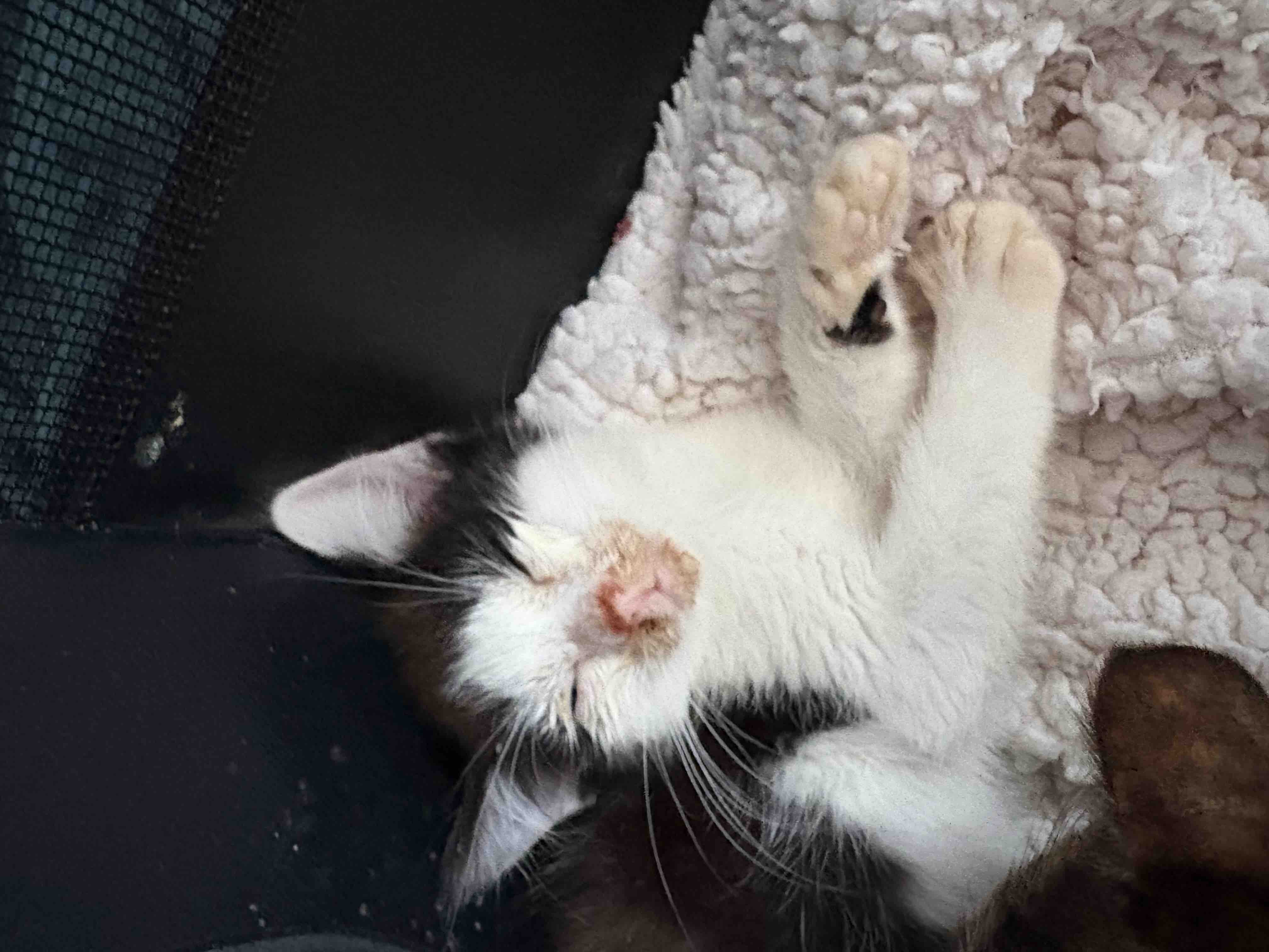 HELP US RE OPEN OUR DOORS TO MORE CATS IN NEED campaign photo, 4 of 12