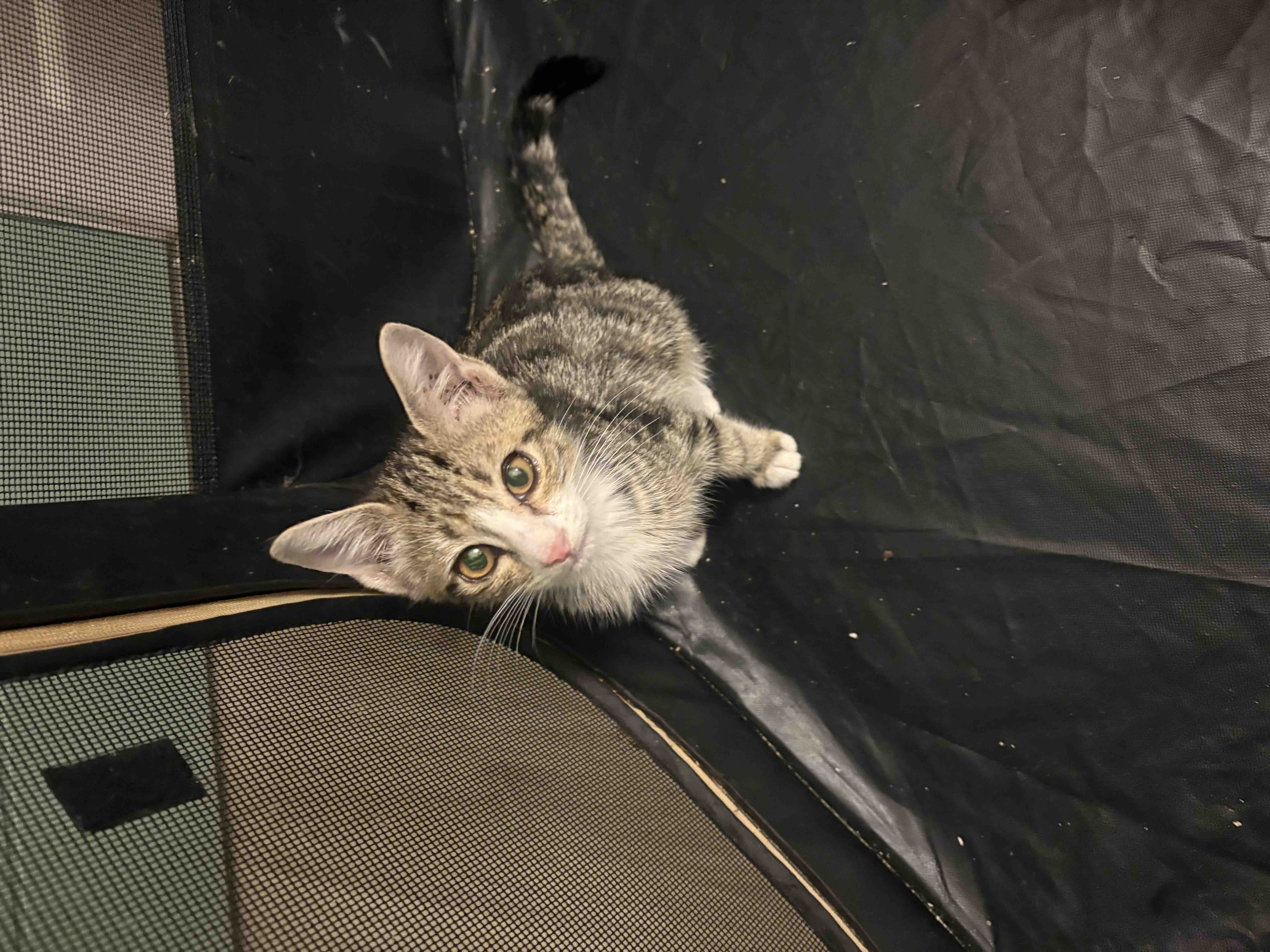 HELP US RE OPEN OUR DOORS TO MORE CATS IN NEED campaign photo, 5 of 12