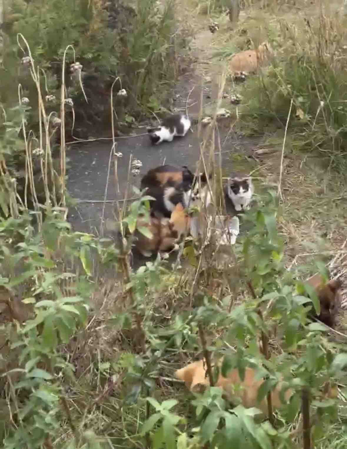 HELP US RE OPEN OUR DOORS TO MORE CATS IN NEED campaign photo, 6 of 12