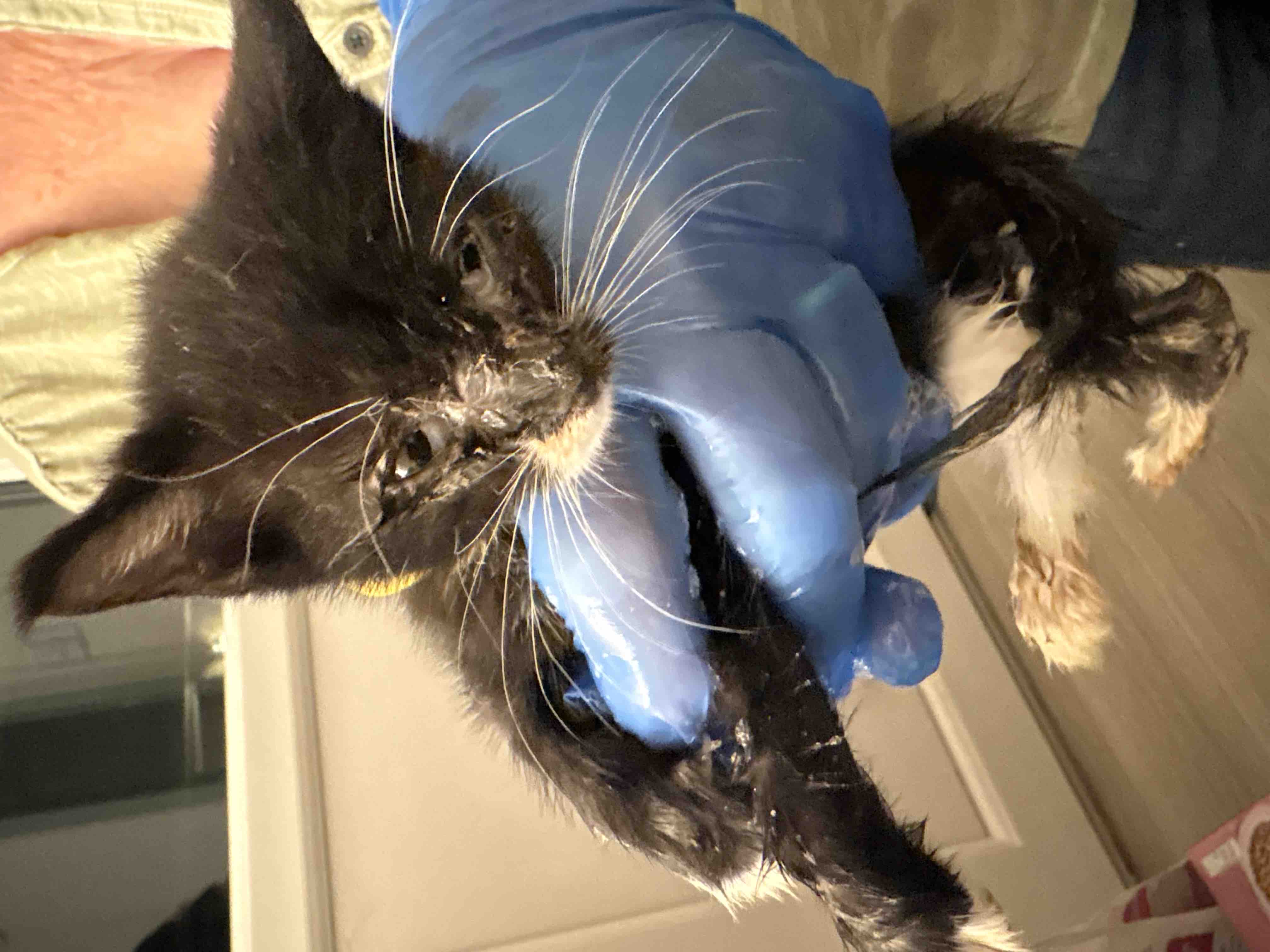 HELP US RE OPEN OUR DOORS TO MORE CATS IN NEED campaign photo, 7 of 12