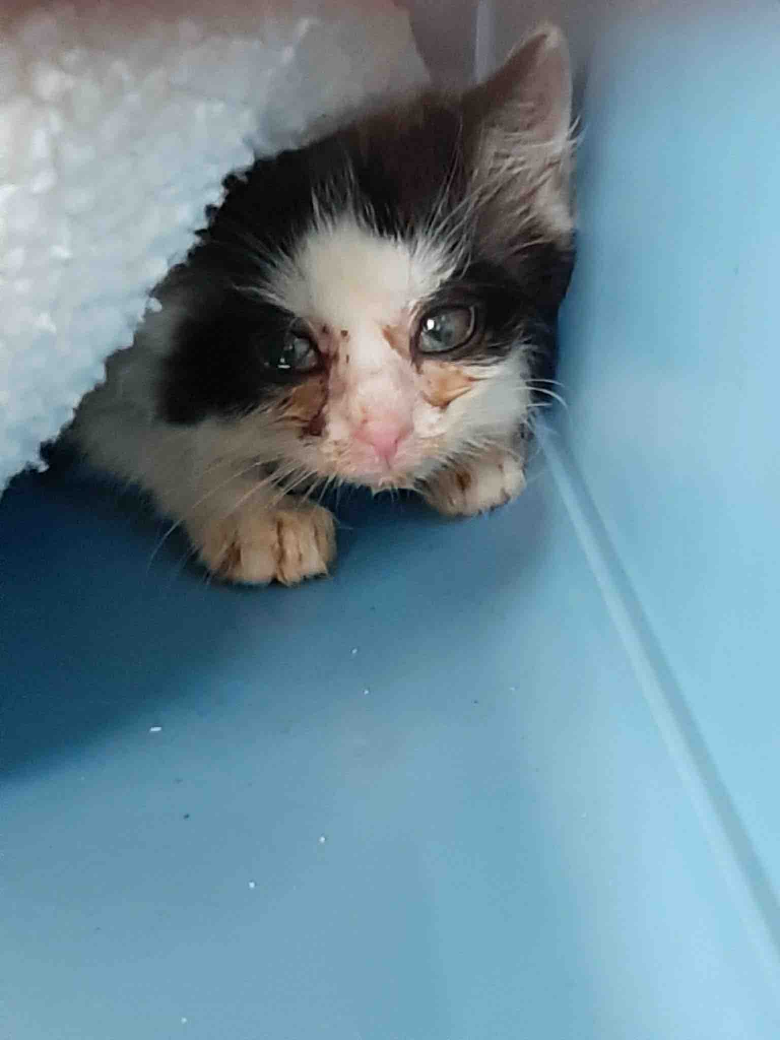 HELP US RE OPEN OUR DOORS TO MORE CATS IN NEED campaign photo, 8 of 12
