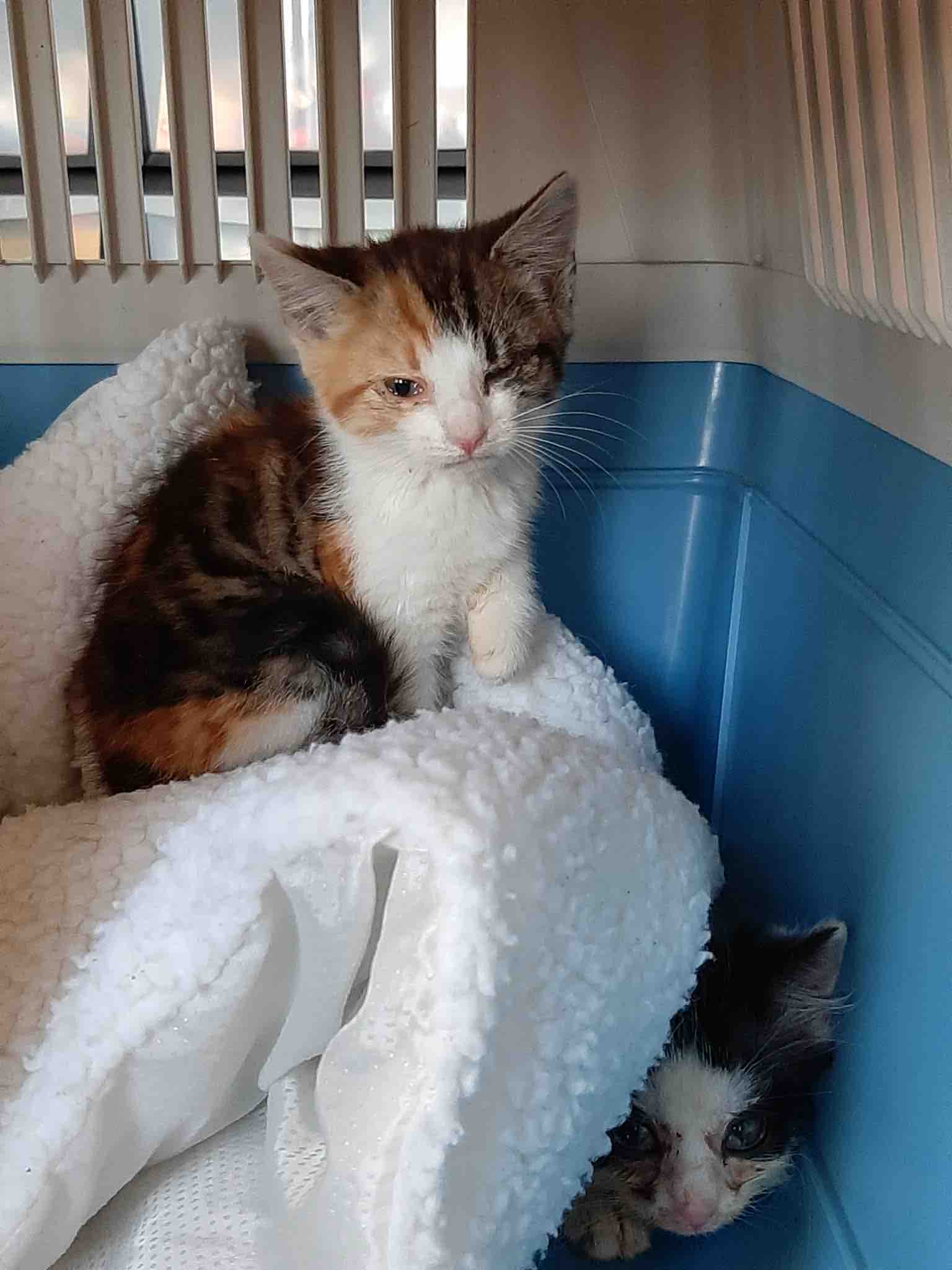 HELP US RE OPEN OUR DOORS TO MORE CATS IN NEED campaign photo, 9 of 12