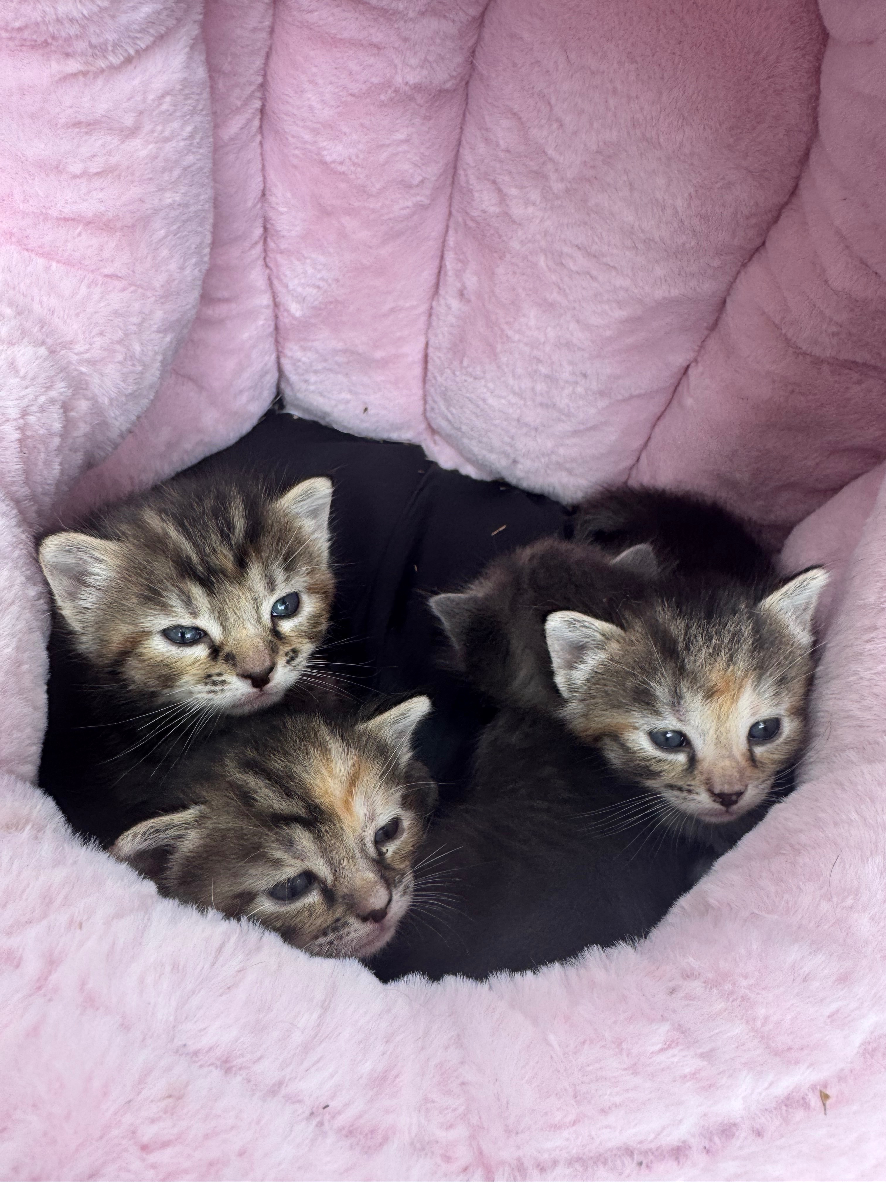 Healthy Future for Mama Cat and Her Babies Medical Fund campaign photo, 2 of 8