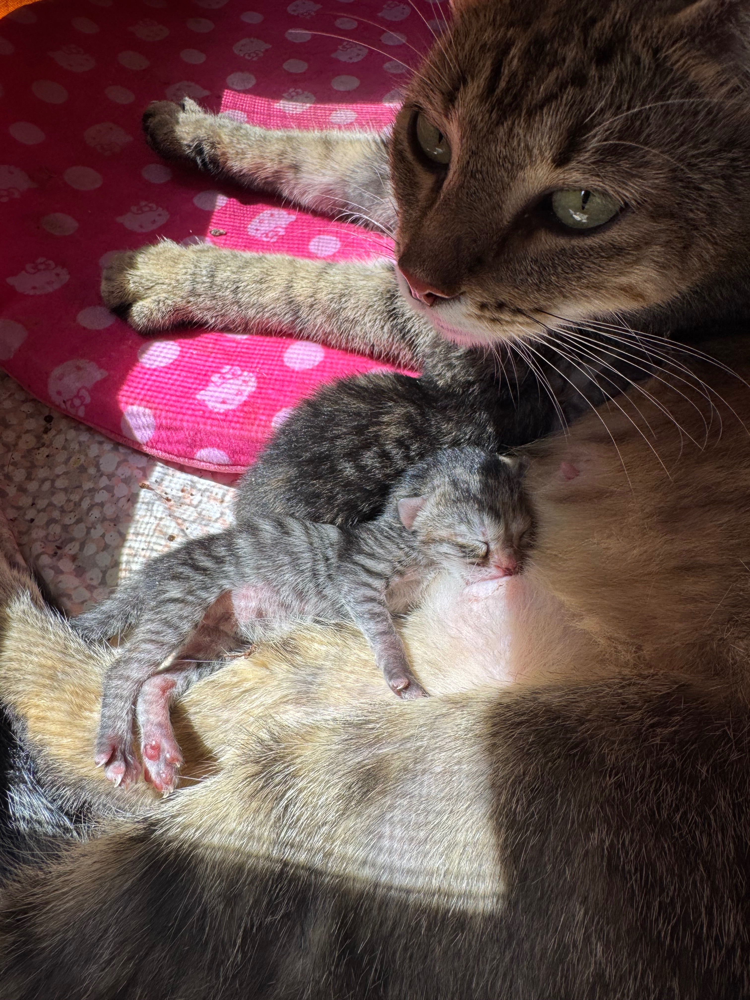 Healthy Future for Mama Cat and Her Babies Medical Fund campaign photo, 4 of 8