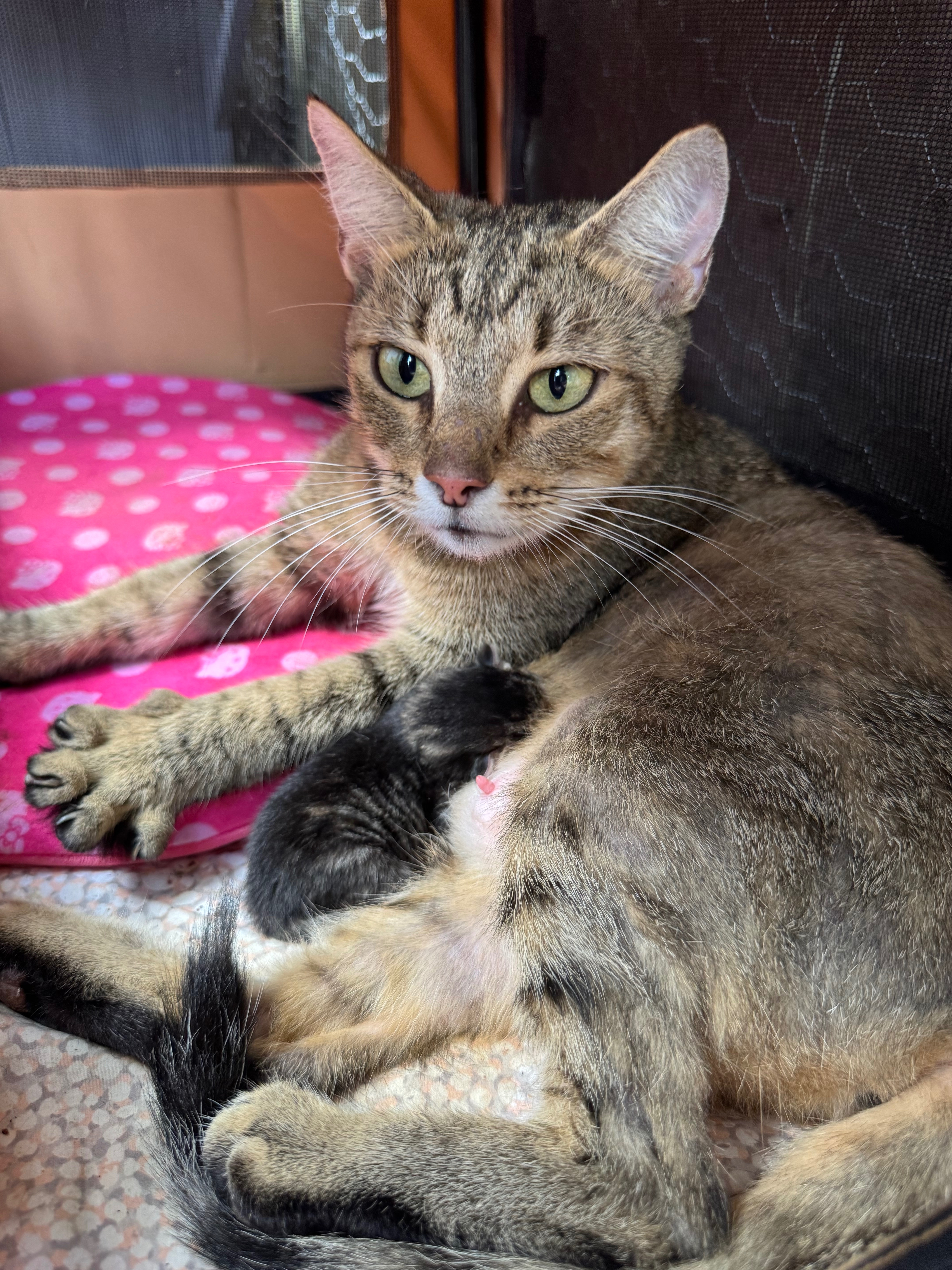 Healthy Future for Mama Cat and Her Babies Medical Fund campaign photo, 6 of 8