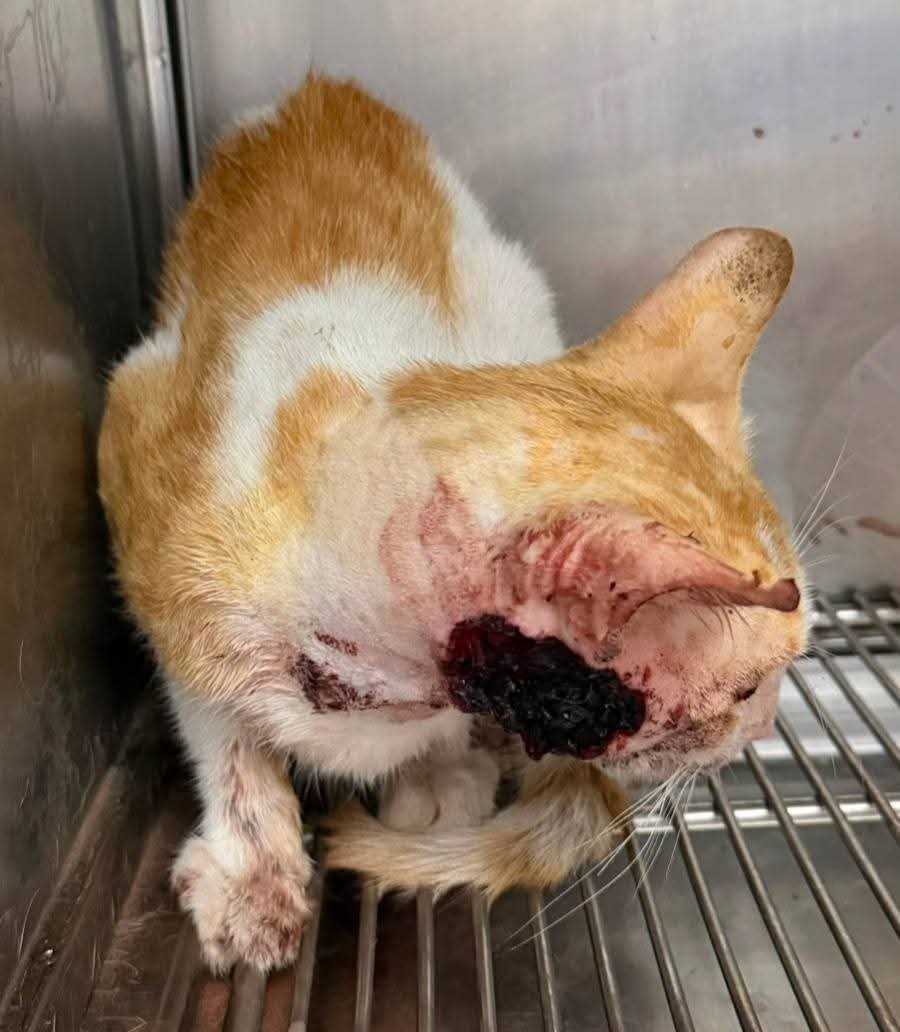 TEDDY FOUGHT TO SURVIVE. NOW HELP HIM GET HOME! campaign photo, 10 of 11