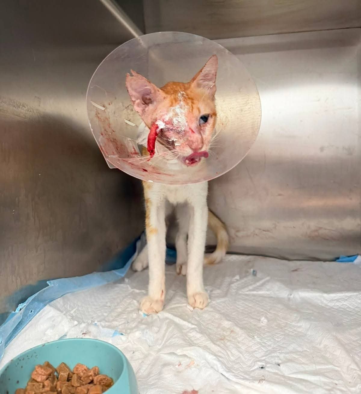 TEDDY FOUGHT TO SURVIVE. NOW HELP HIM GET HOME! campaign photo, 4 of 11