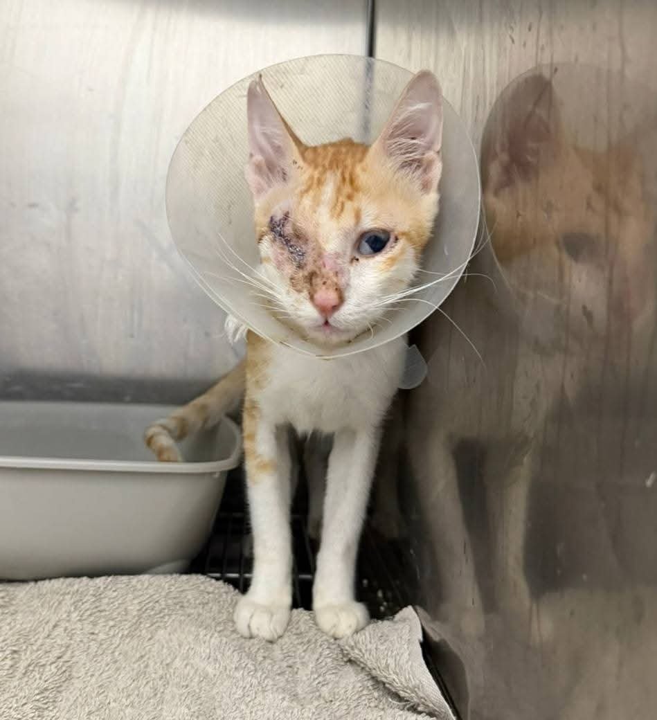 TEDDY FOUGHT TO SURVIVE. NOW HELP HIM GET HOME! campaign photo, 5 of 11