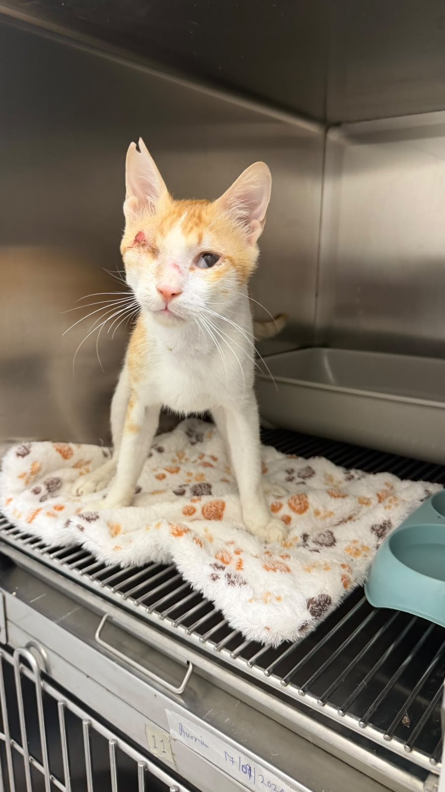 TEDDY FOUGHT TO SURVIVE. NOW HELP HIM GET HOME! campaign photo, 8 of 11