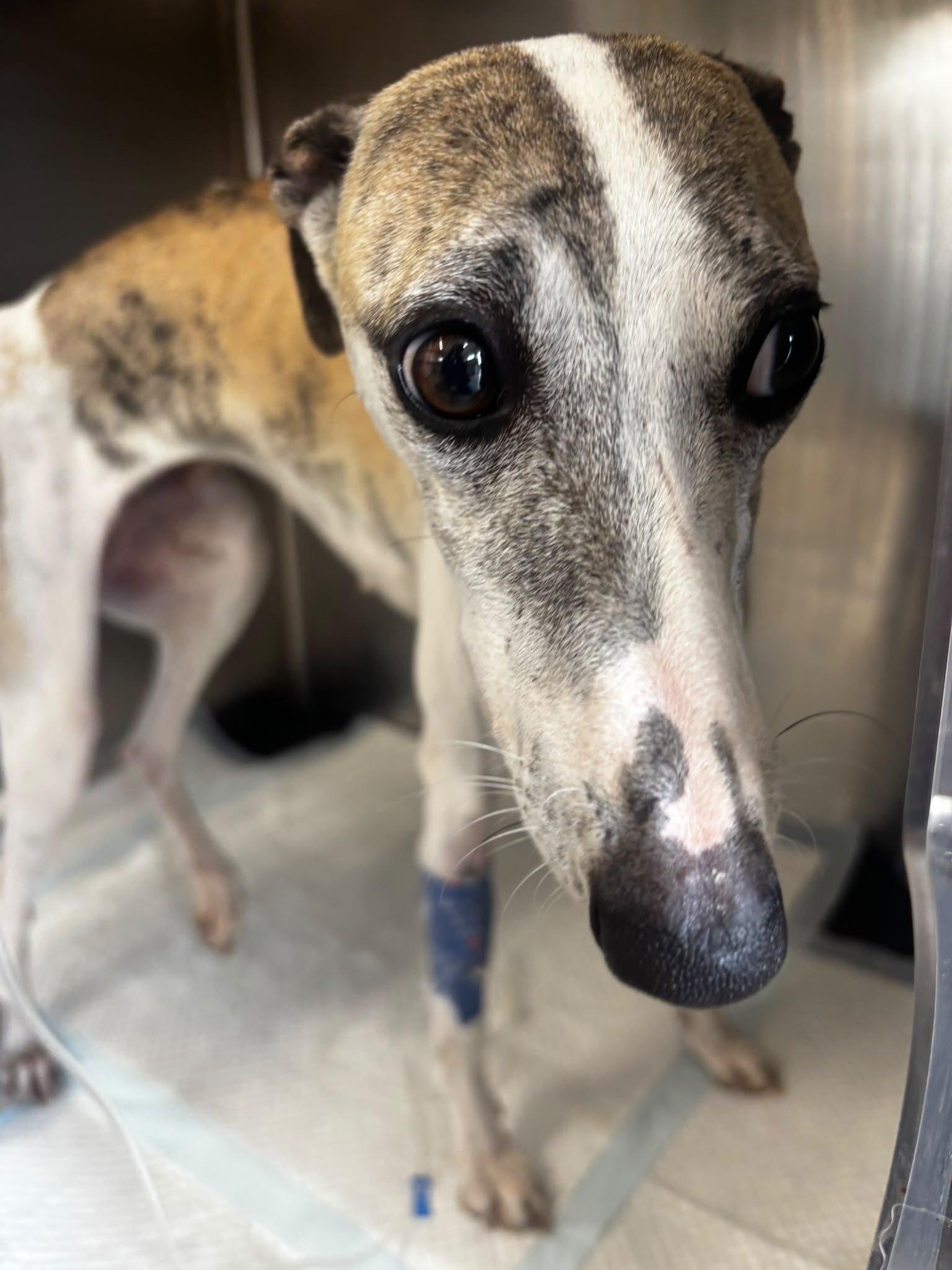 Whippi's Broken Leg campaign photo, 7 of 8