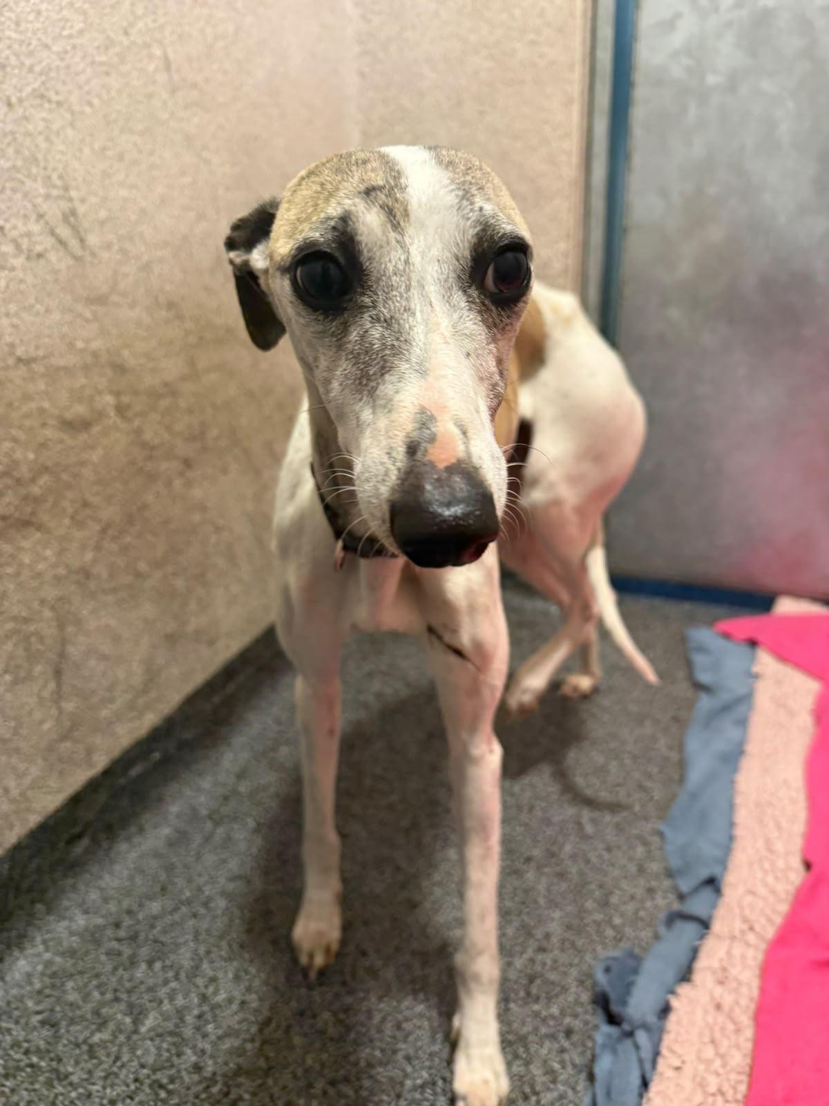 Whippi's Broken Leg campaign photo, 6 of 8