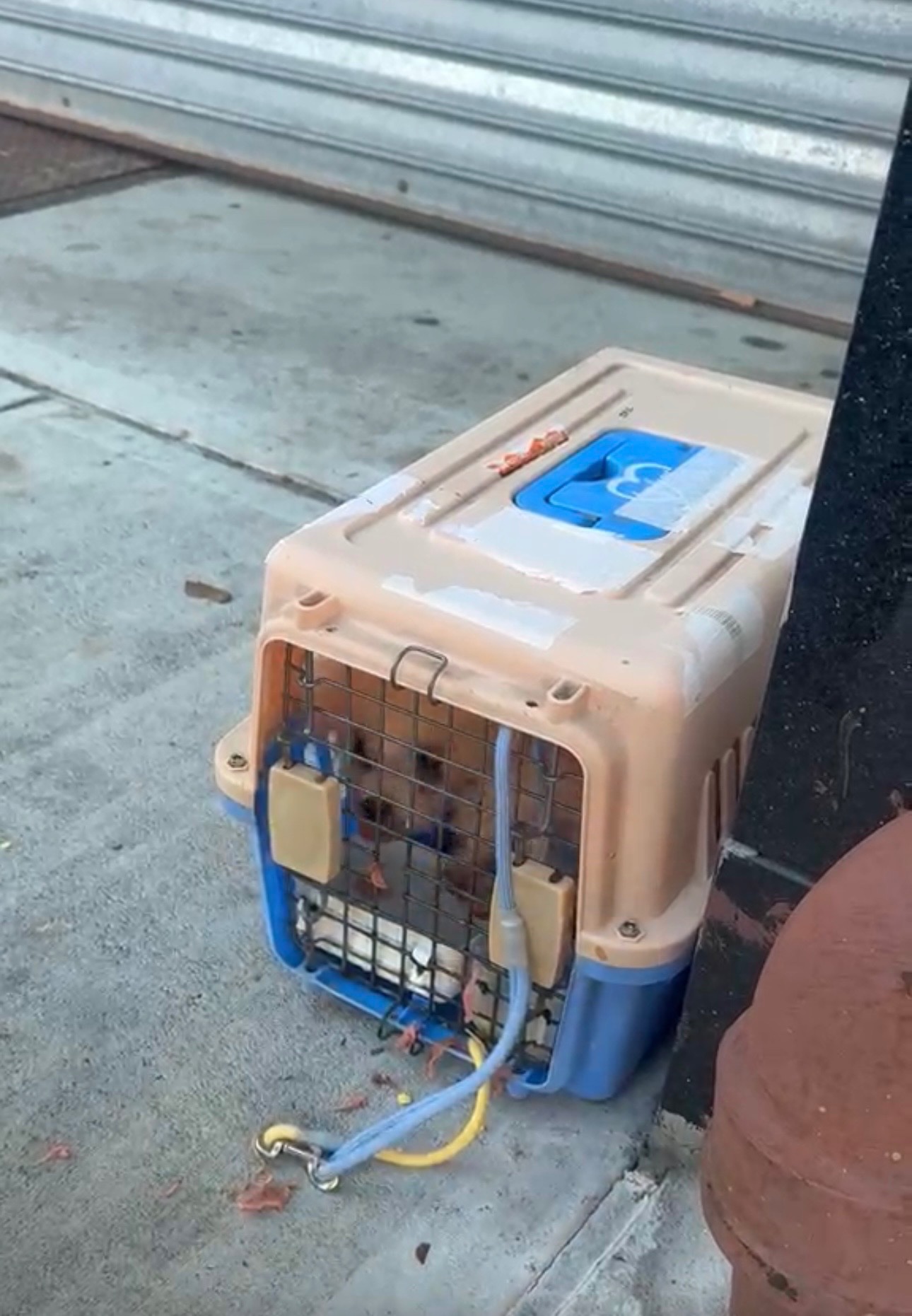 TWO SMALL DOGS ABANDONED OUTSIDE OUR SHELTER! campaign photo, 6 of 7