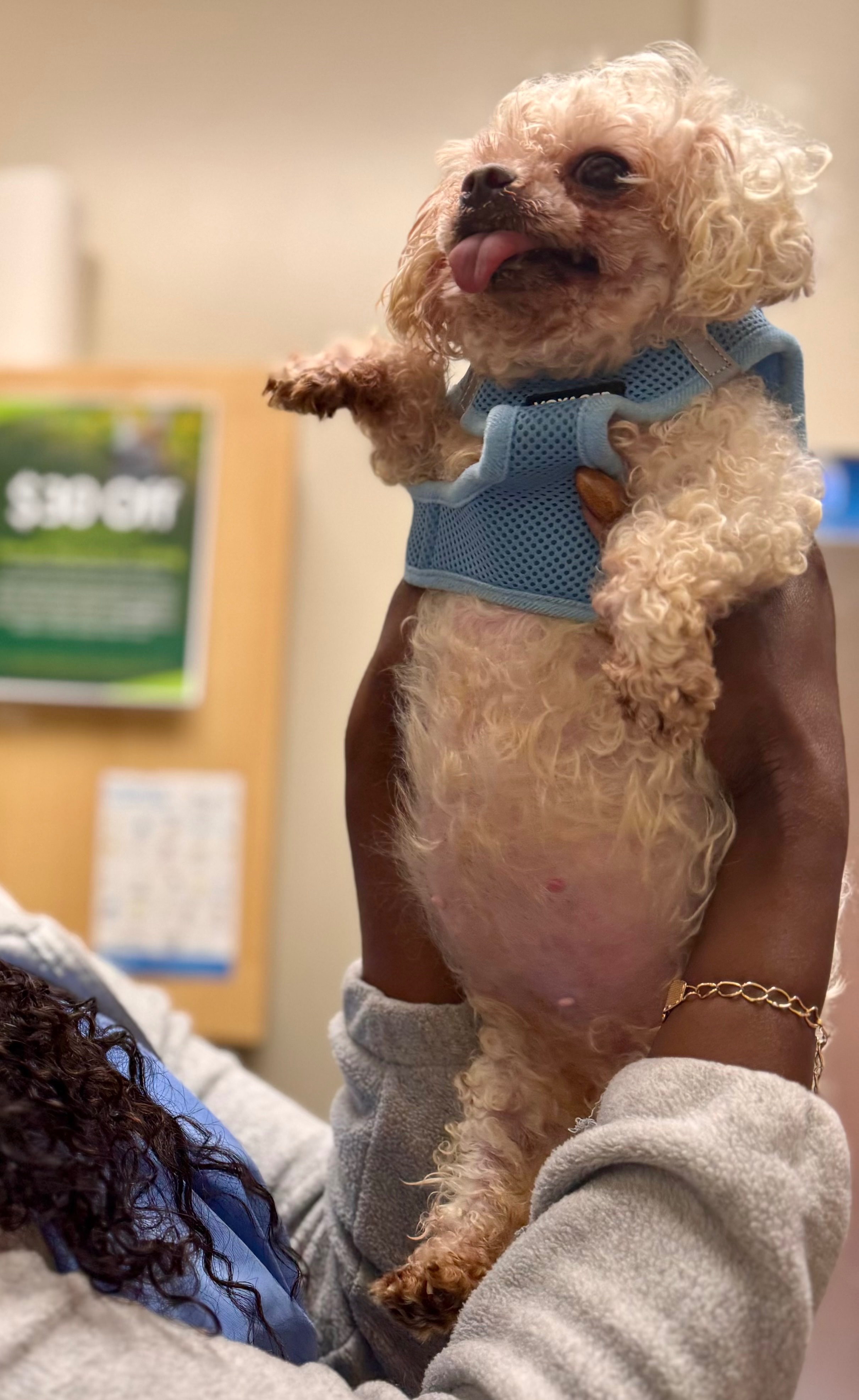 TWO SMALL DOGS ABANDONED OUTSIDE OUR SHELTER! campaign photo, 2 of 7