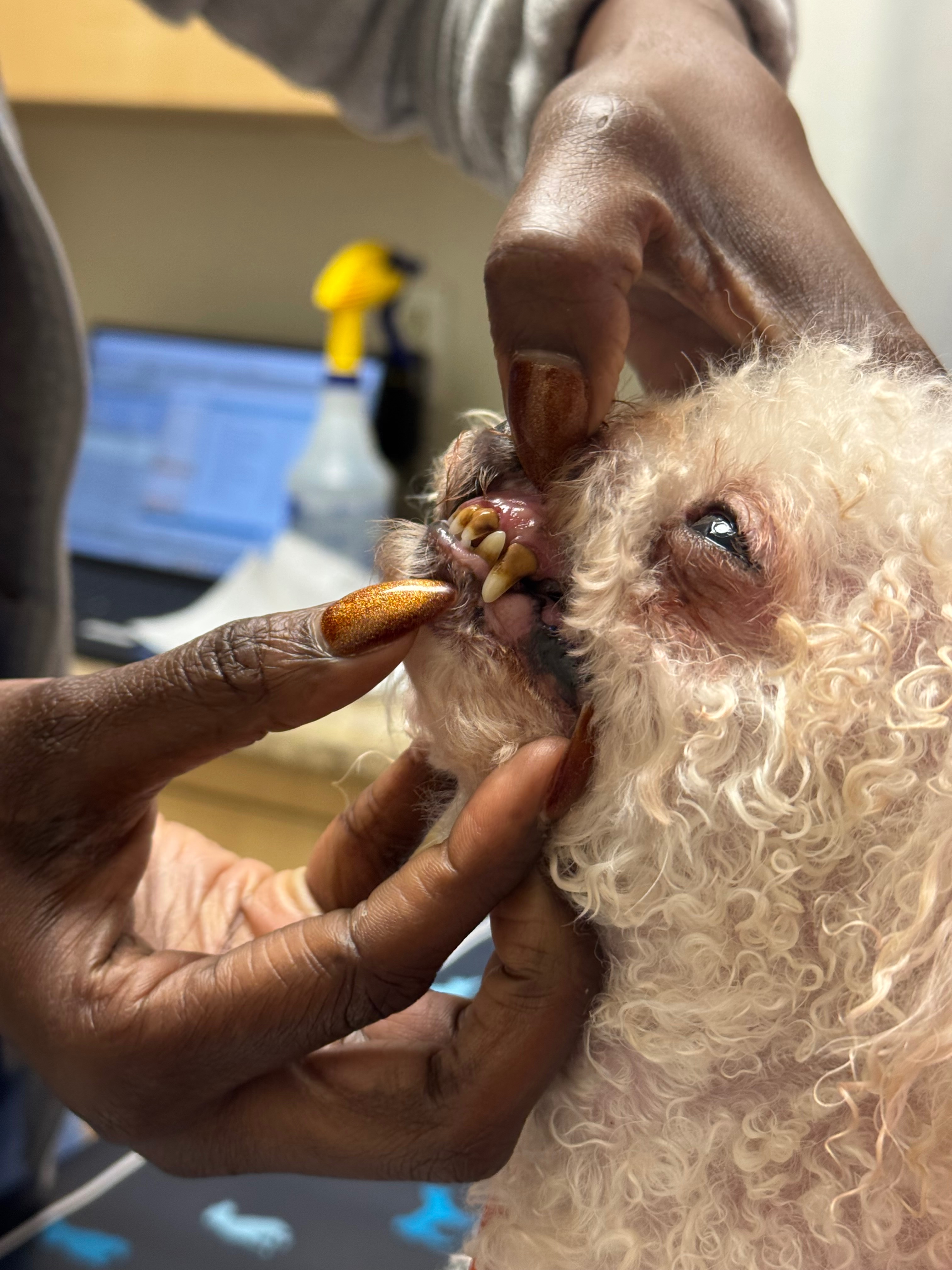 TWO SMALL DOGS ABANDONED OUTSIDE OUR SHELTER! campaign photo, 4 of 7