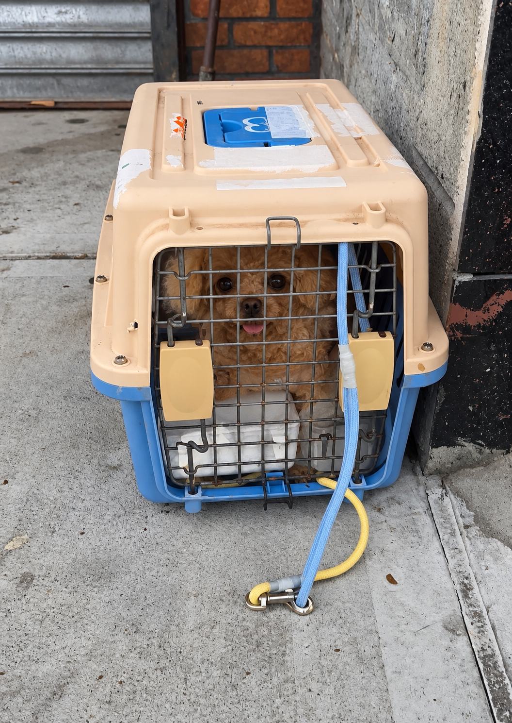 TWO SMALL DOGS ABANDONED OUTSIDE OUR SHELTER! campaign photo, 5 of 7