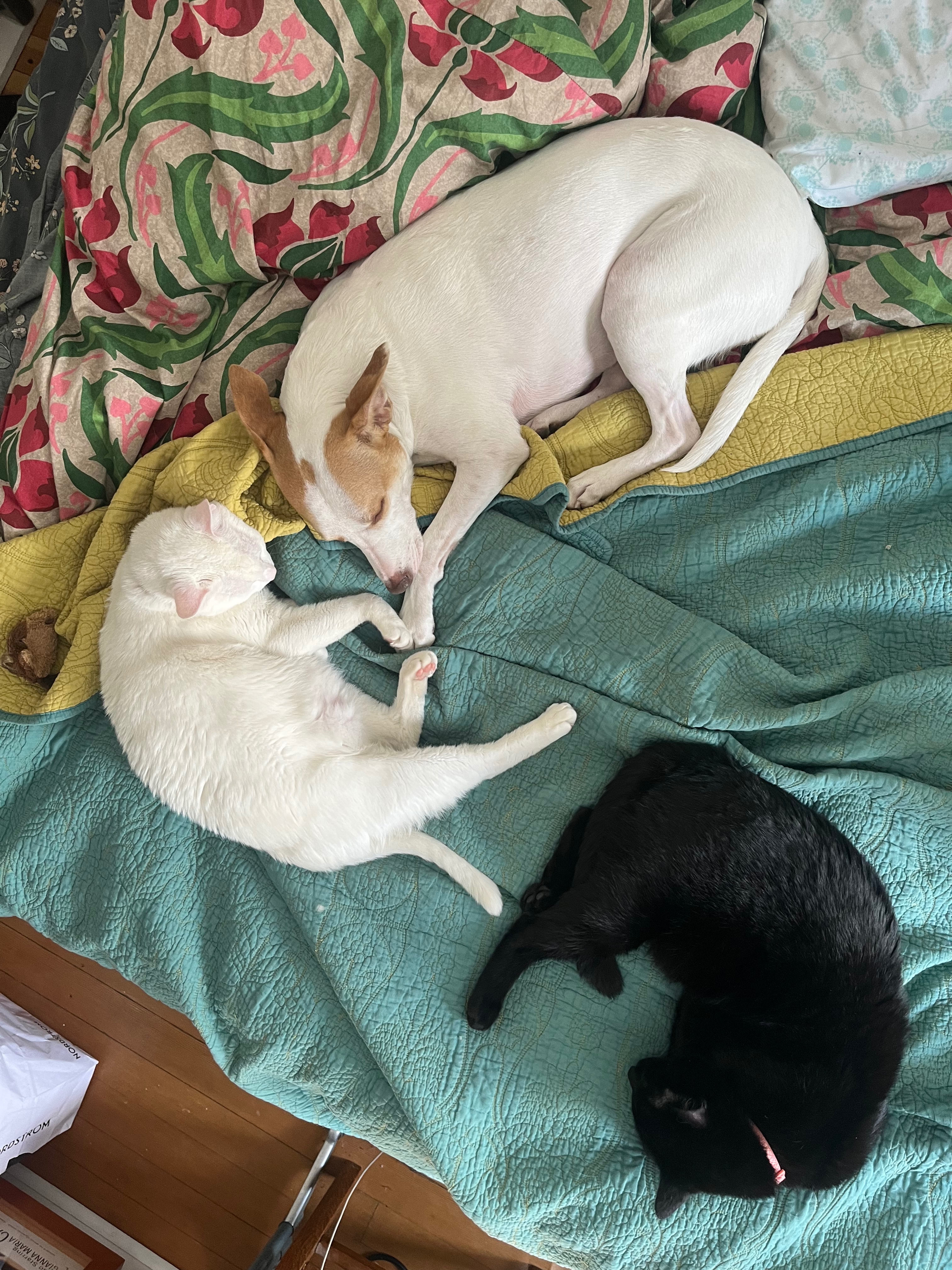 John Averill's Relief Fund for Pie's $13K Vet Bills campaign photo, 7 of 8