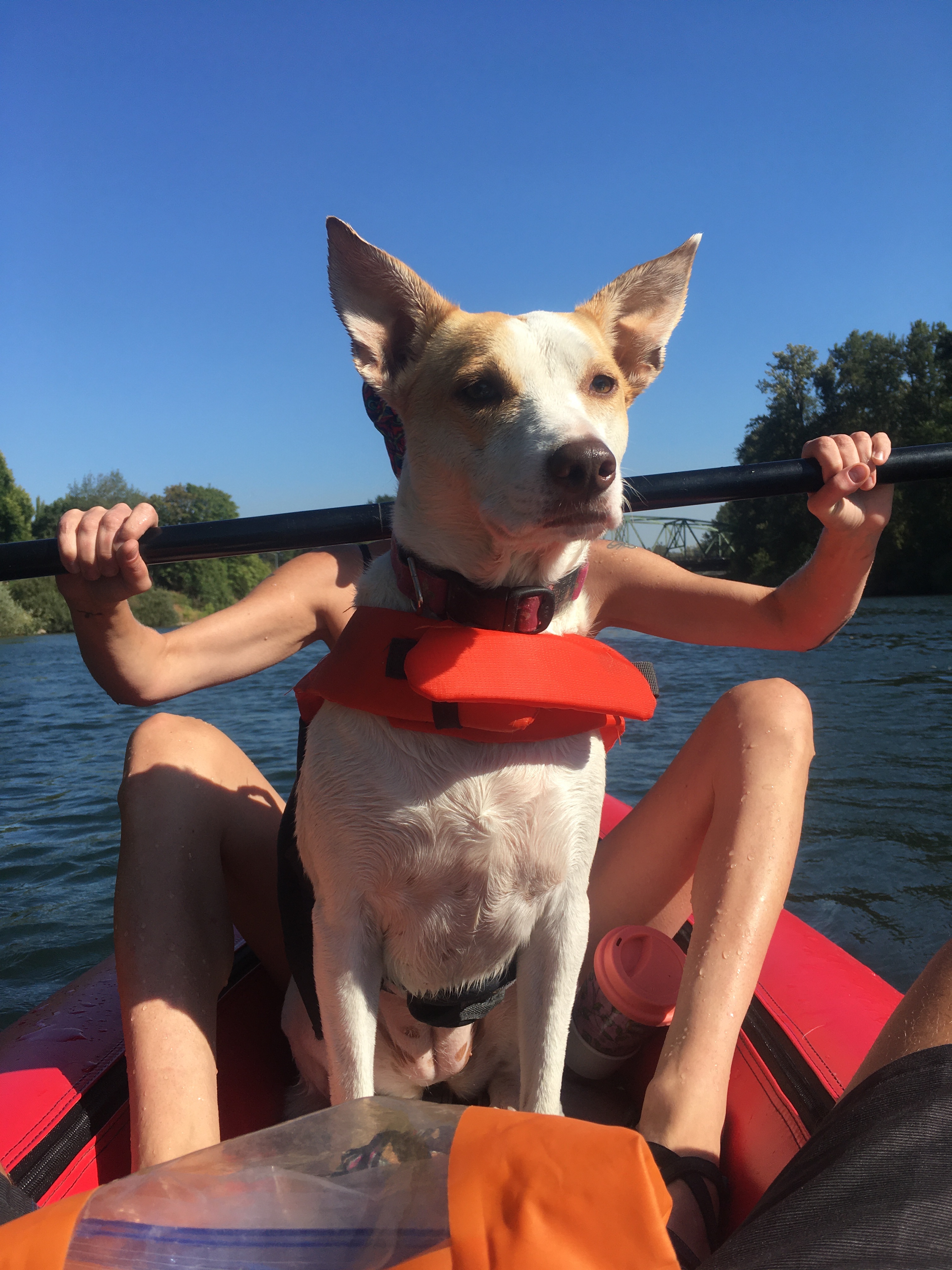John Averill's Relief Fund for Pie's $13K Vet Bills campaign photo, 6 of 8