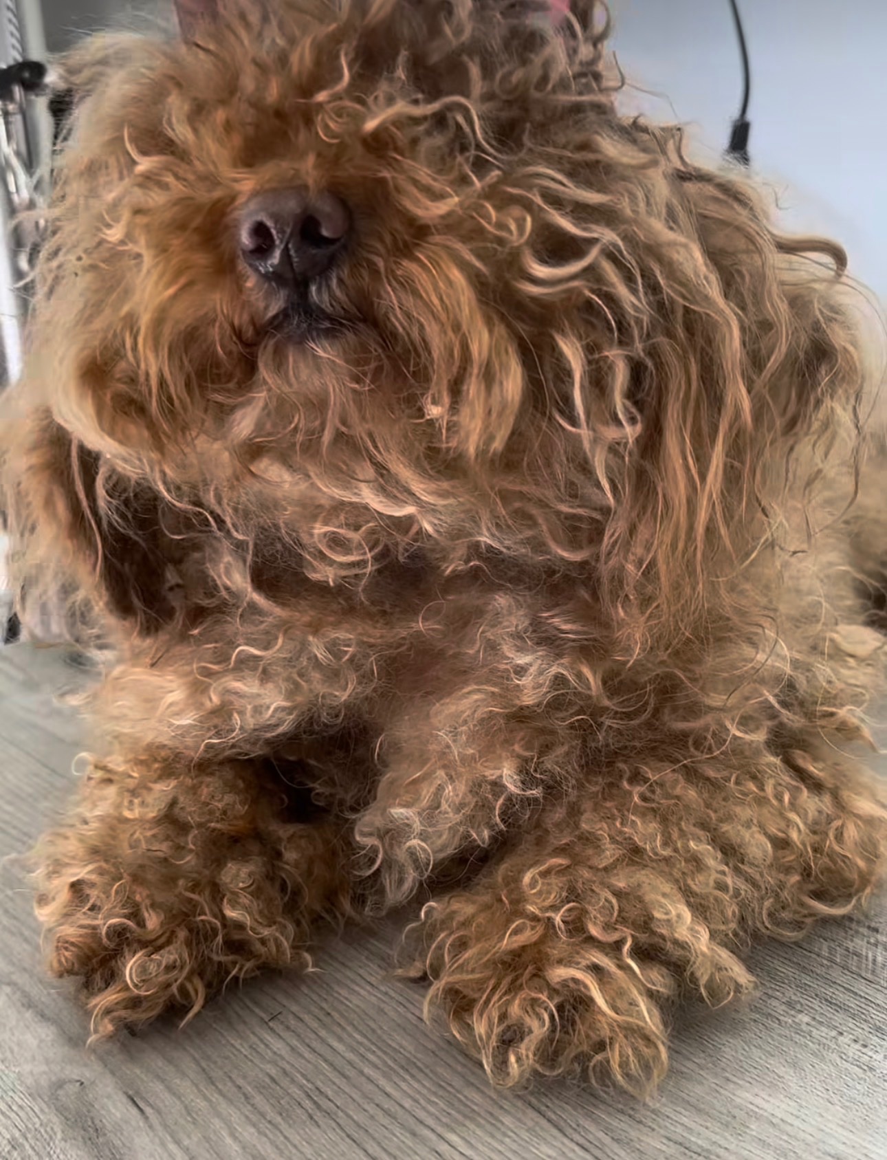 Free Grooming for Dogs in Severe Condition campaign photo, 5 of 6