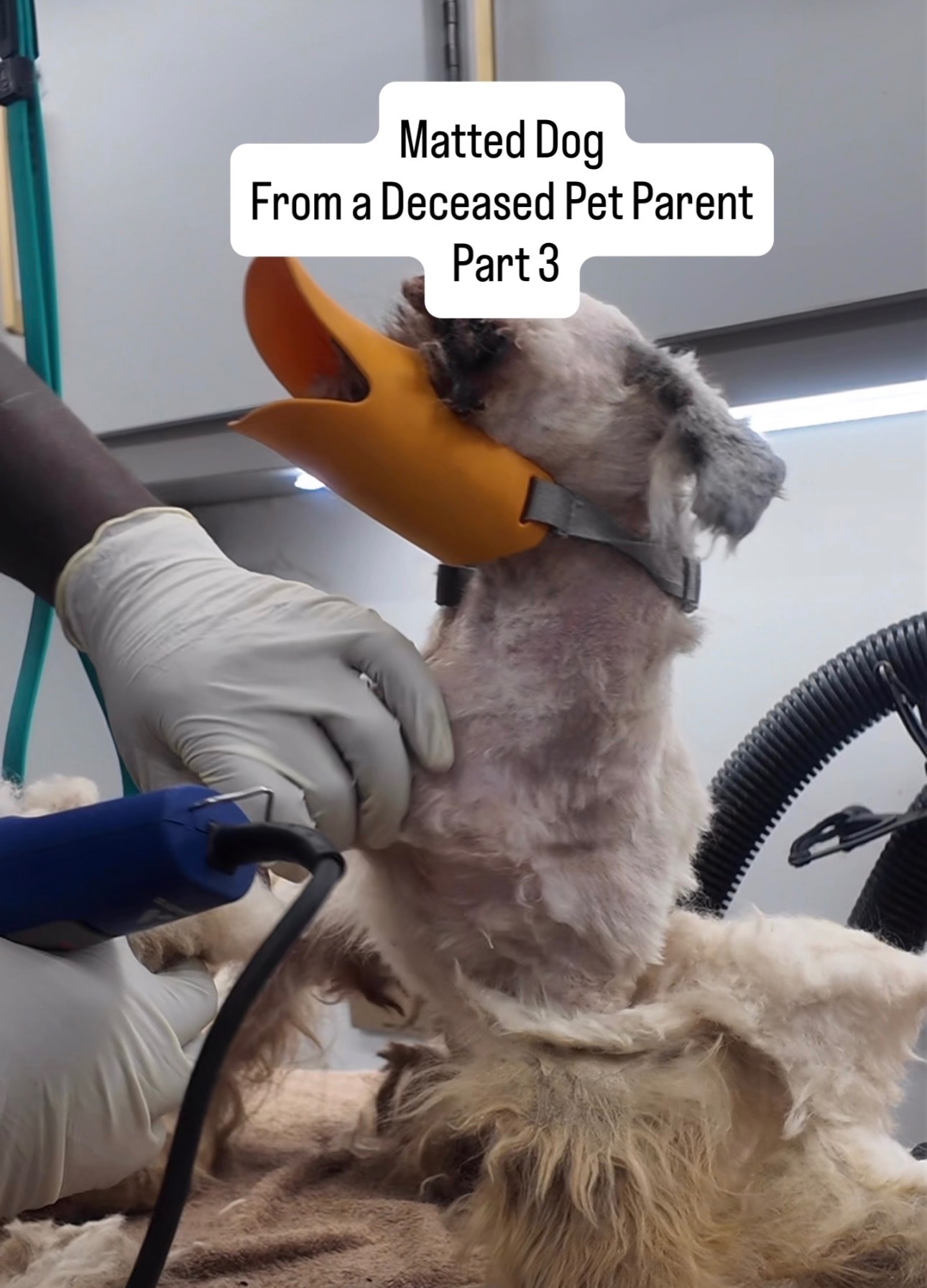 Free Grooming for Dogs in Severe Condition campaign photo, 2 of 6
