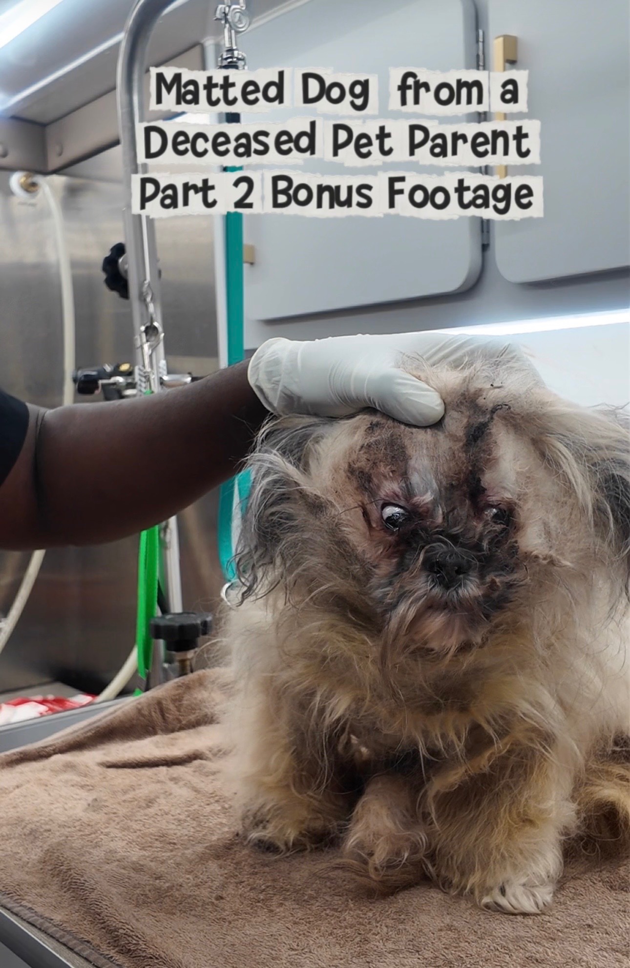 Free Grooming for Dogs in Severe Condition campaign photo, 4 of 6