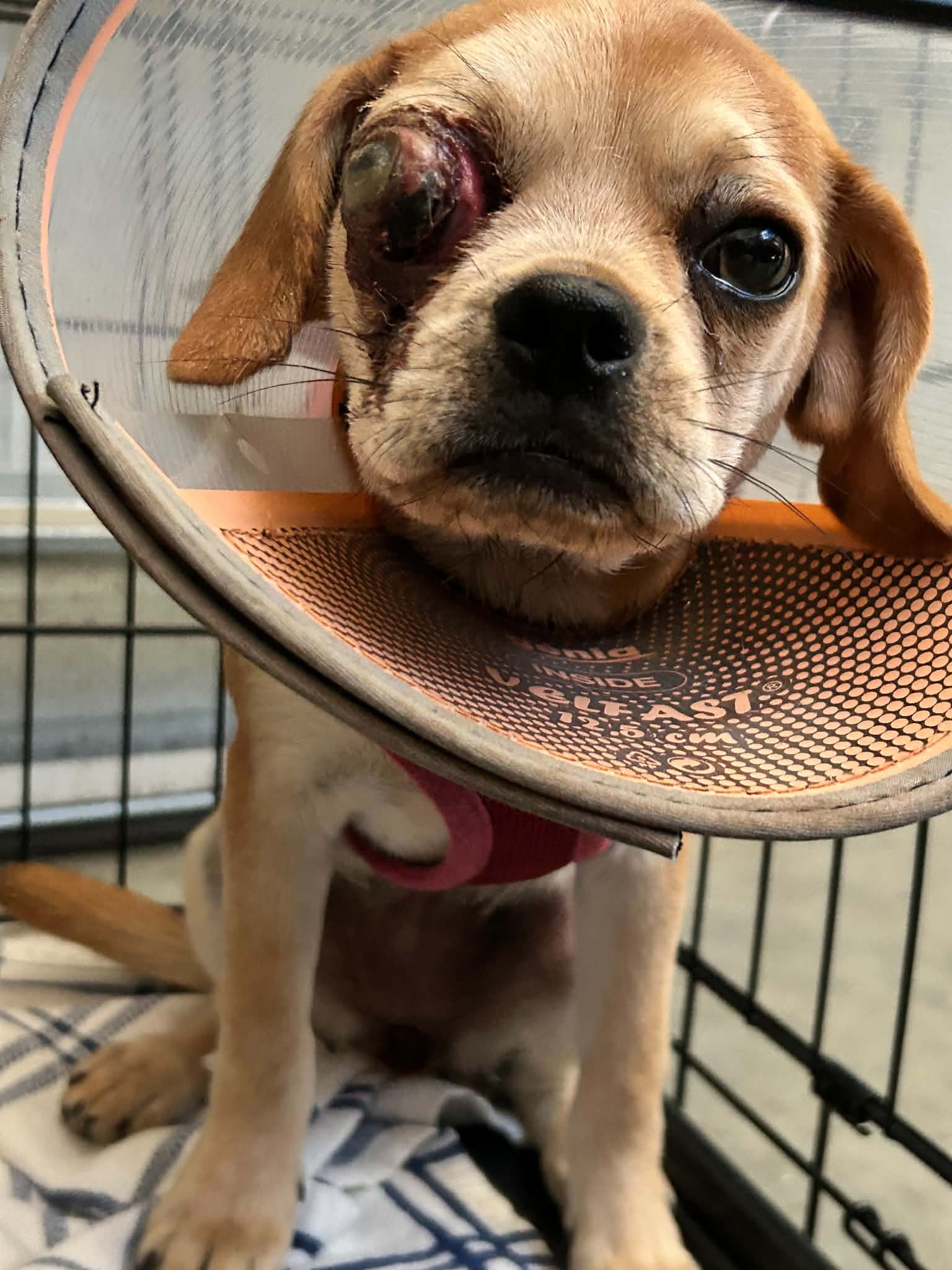 Monroe's Eye Surgery campaign photo, 4 of 5