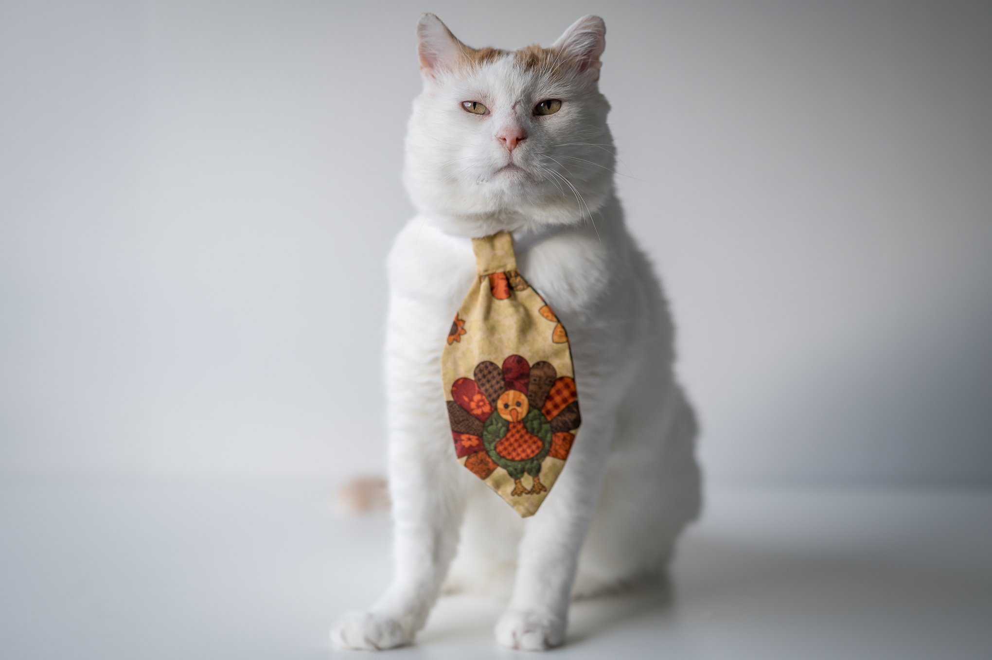 Donate to Gus's Veterinary Care Fund campaign photo, 6 of 7
