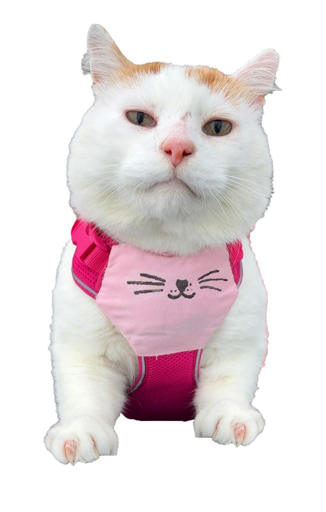 Donate to Gus's Veterinary Care Fund campaign photo, 2 of 7