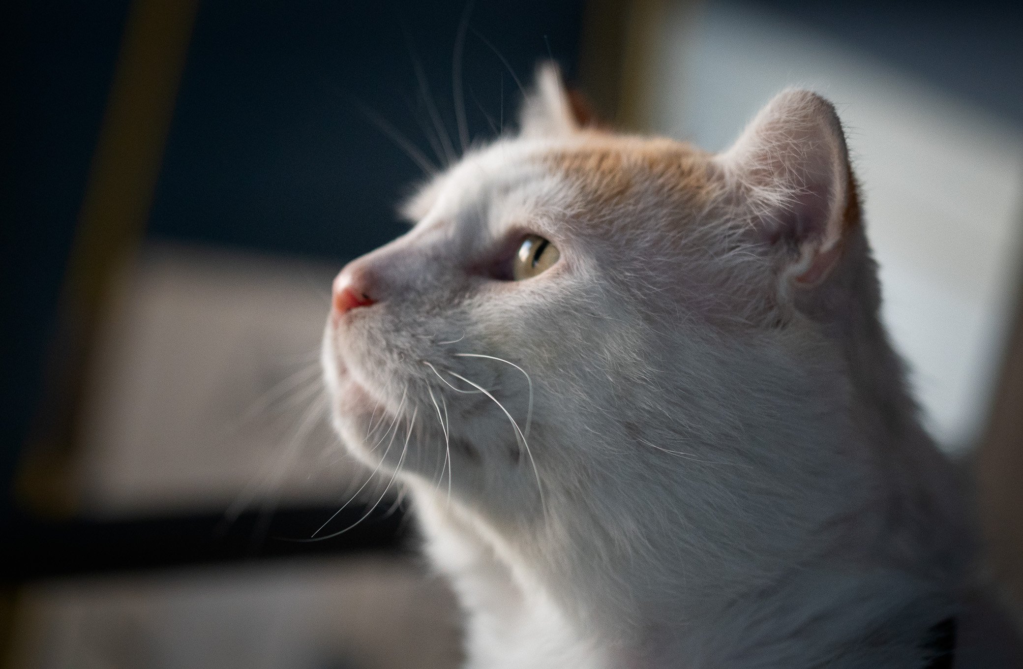Donate to Gus's Veterinary Care Fund campaign photo, 5 of 7