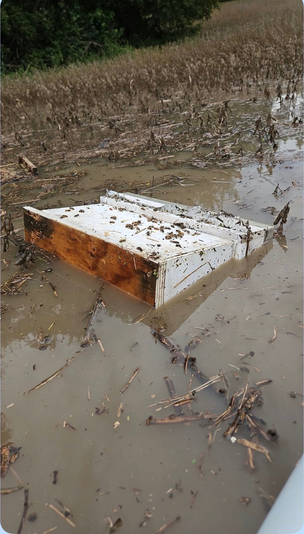 Rebuilding Beauty and the Bees Honey campaign photo, 5 of 8