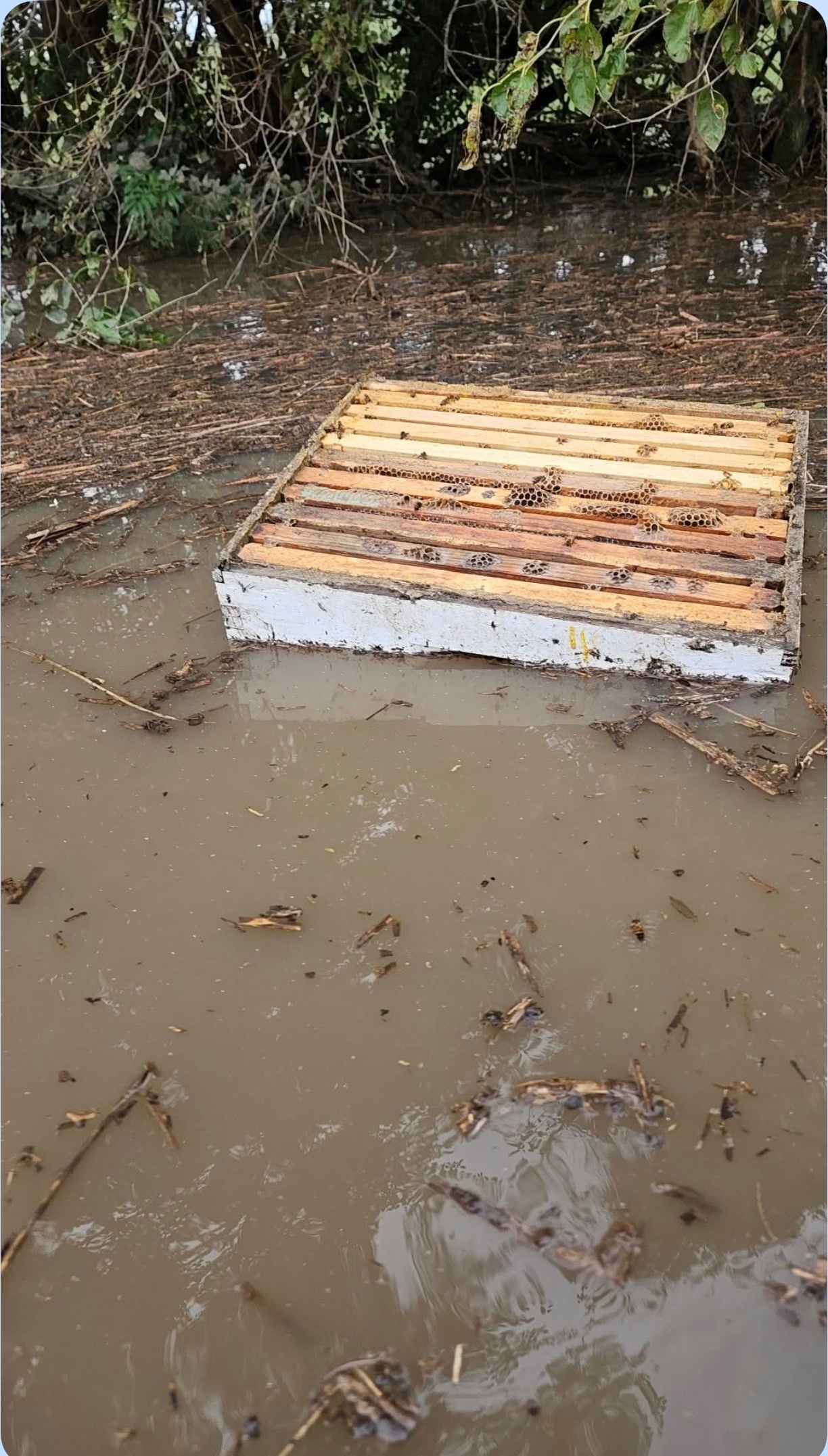 Rebuilding Beauty and the Bees Honey campaign photo, 4 of 8