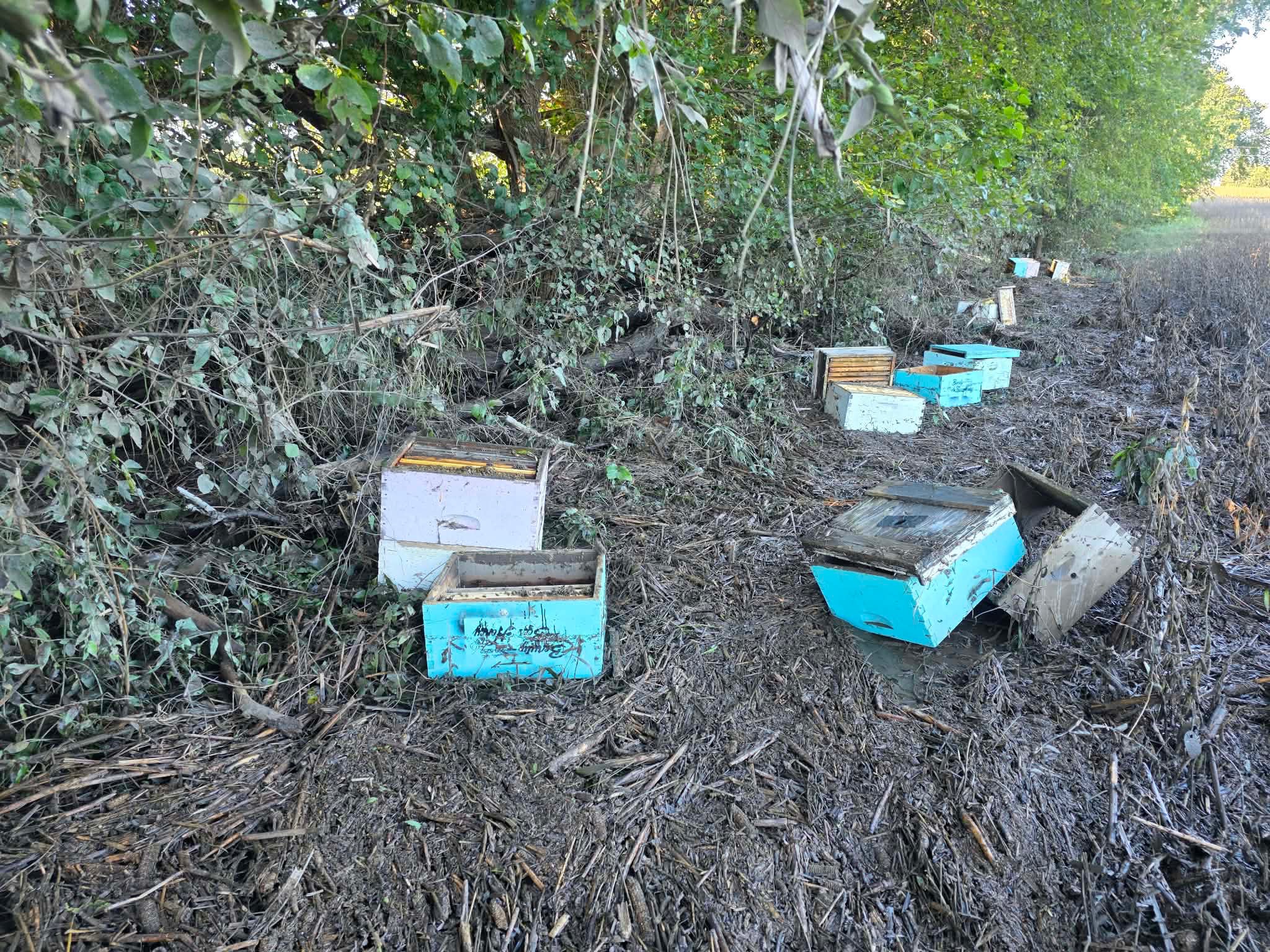 Rebuilding Beauty and the Bees Honey campaign photo, 6 of 8