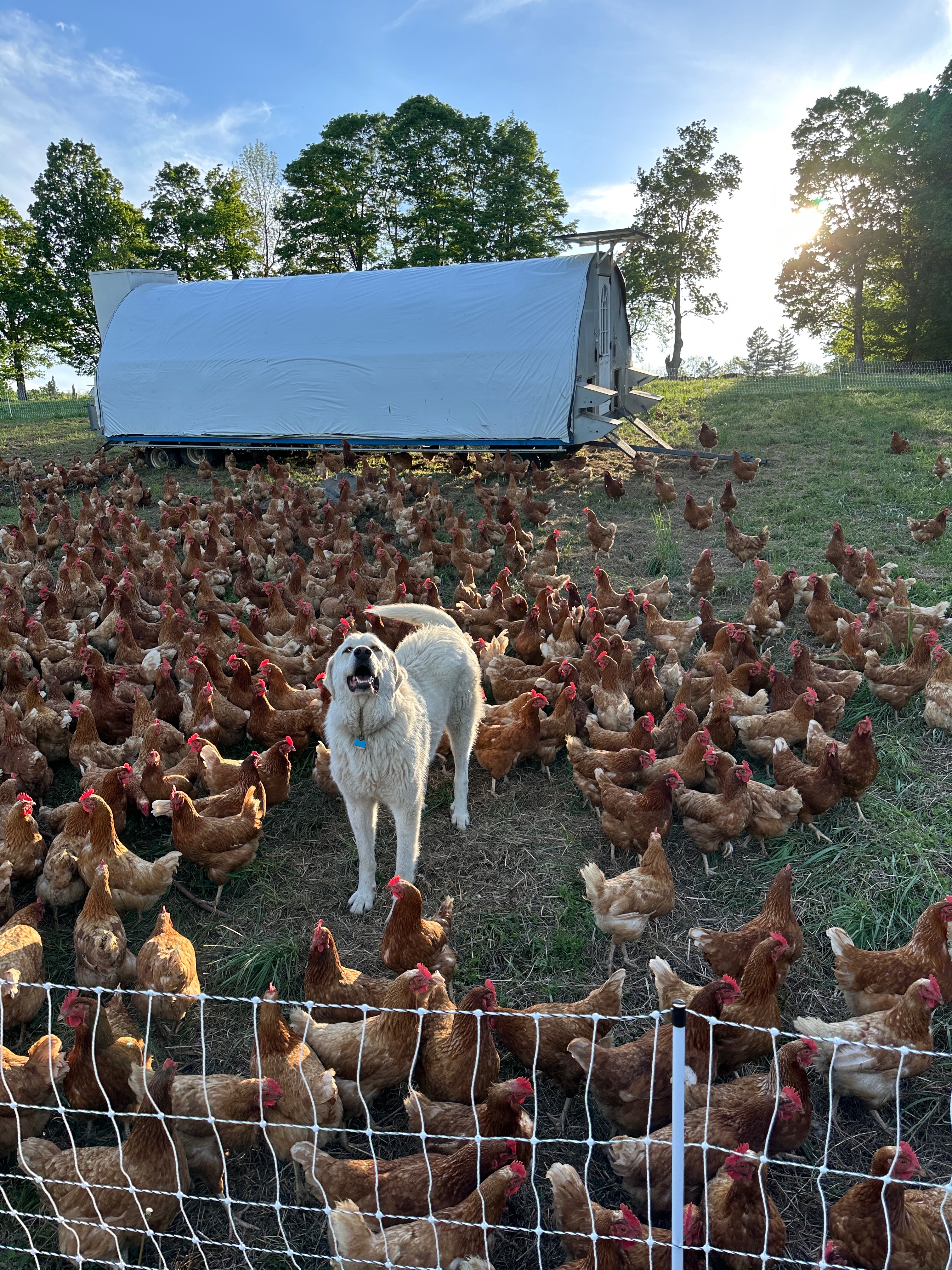 Help Leaping Bear Farm Rebuild campaign photo, 5 of 7