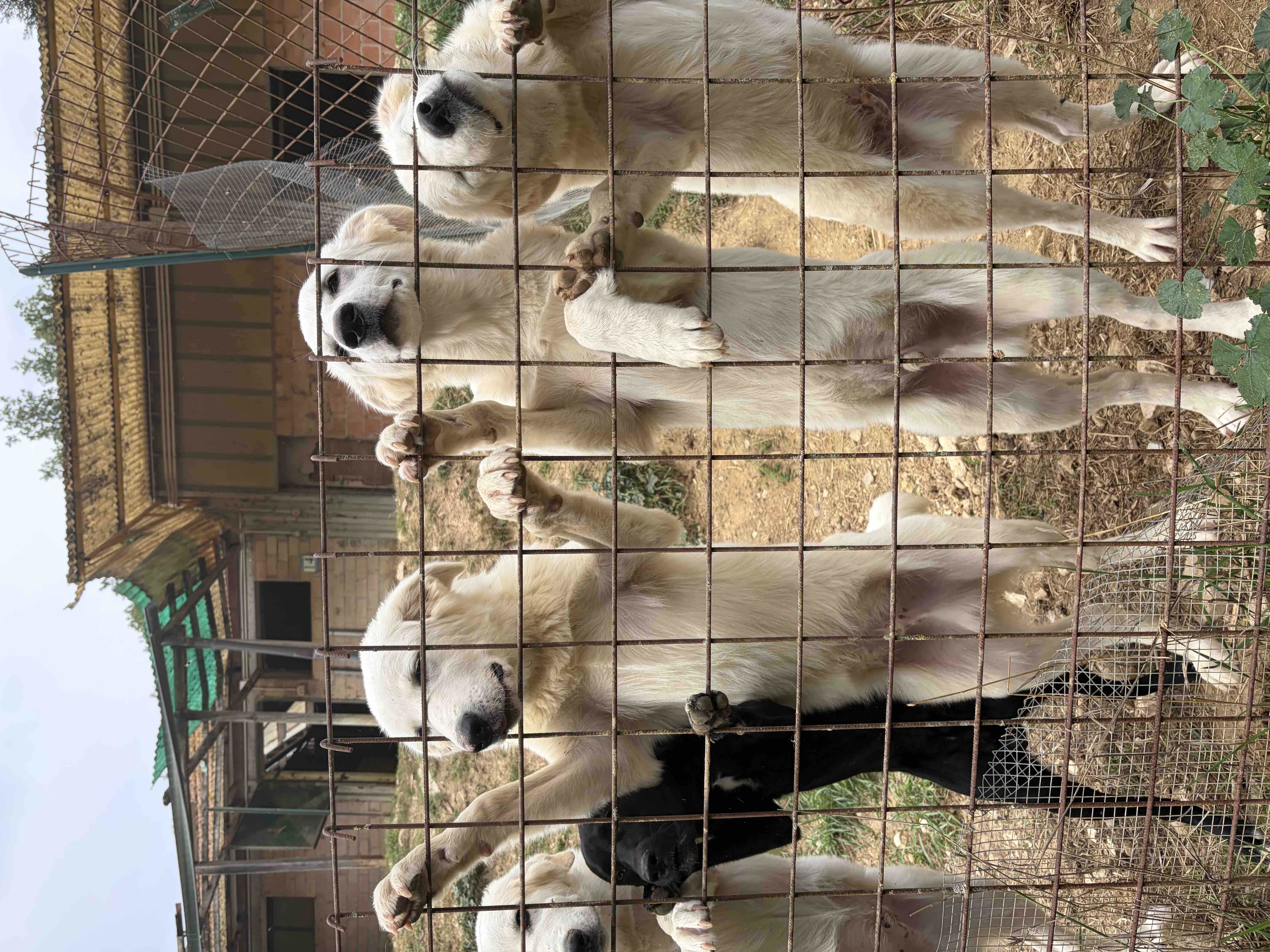 Aiutiamo il rifugio Agrilia: 120 cani hanno bisogno di noi campaign photo, 7 of 8