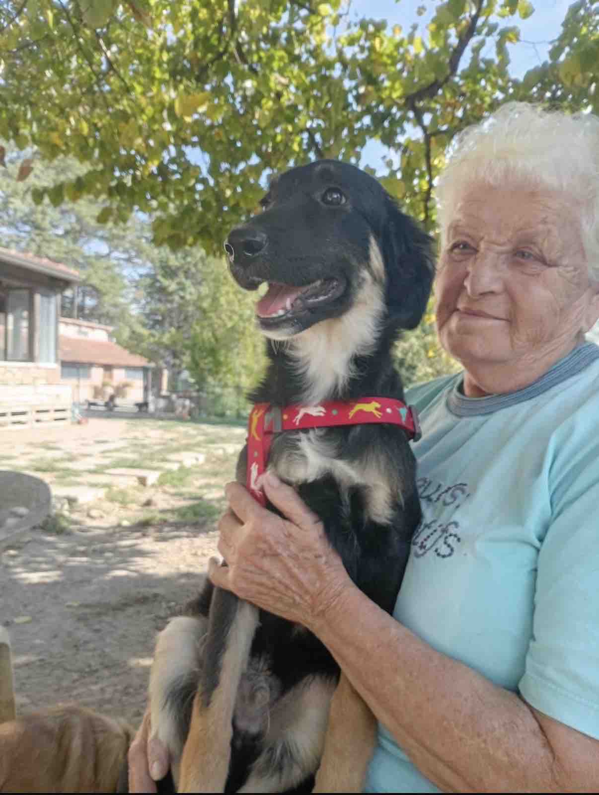 Aiutiamo il rifugio Agrilia: 120 cani hanno bisogno di noi campaign photo, 5 of 8