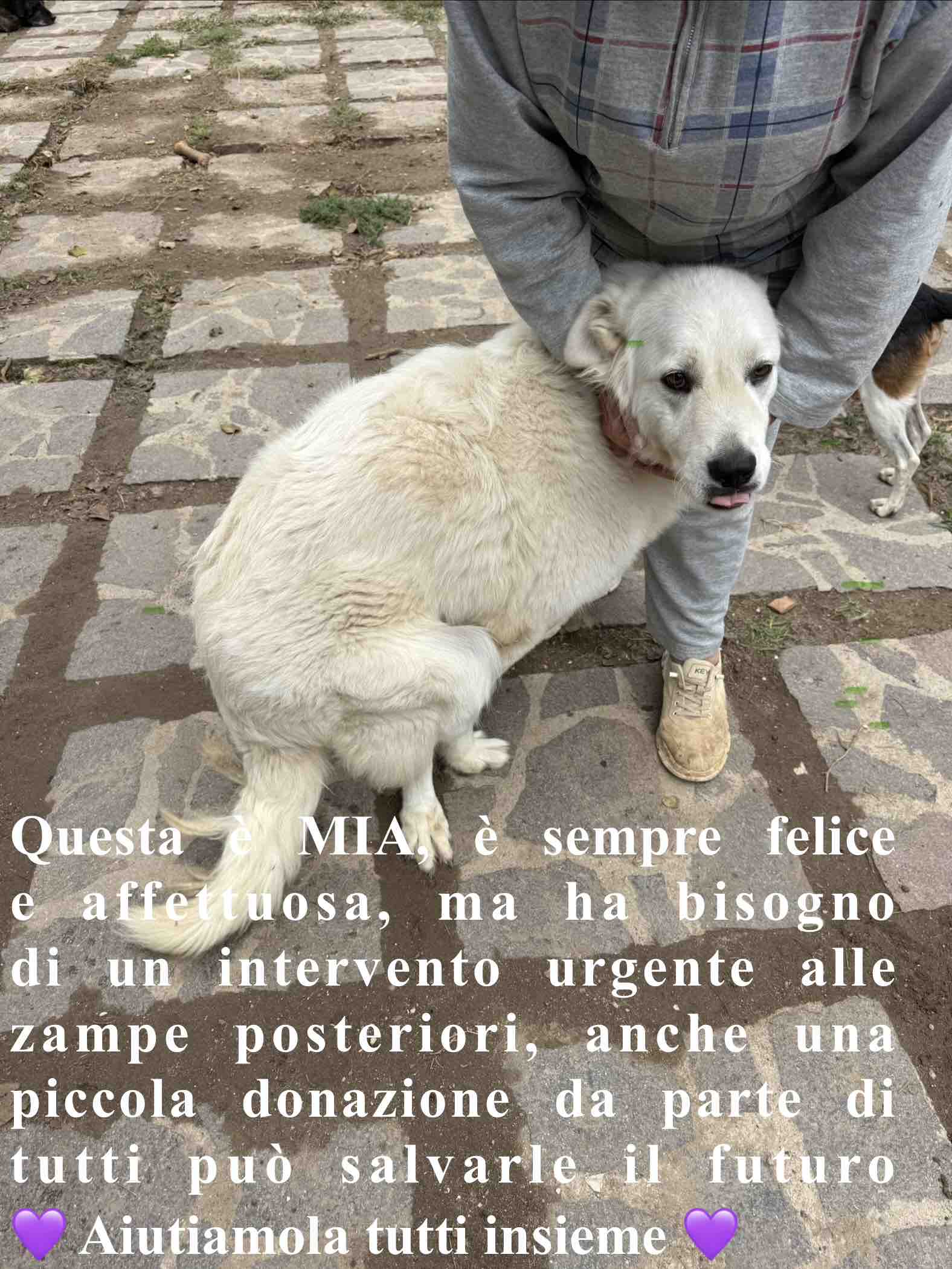 Aiutiamo il rifugio Agrilia: 120 cani hanno bisogno di noi campaign photo, 6 of 8