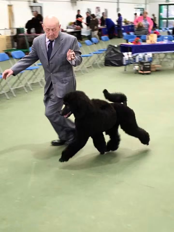 Help a Poodle lover recover his life campaign photo, 5 of 6