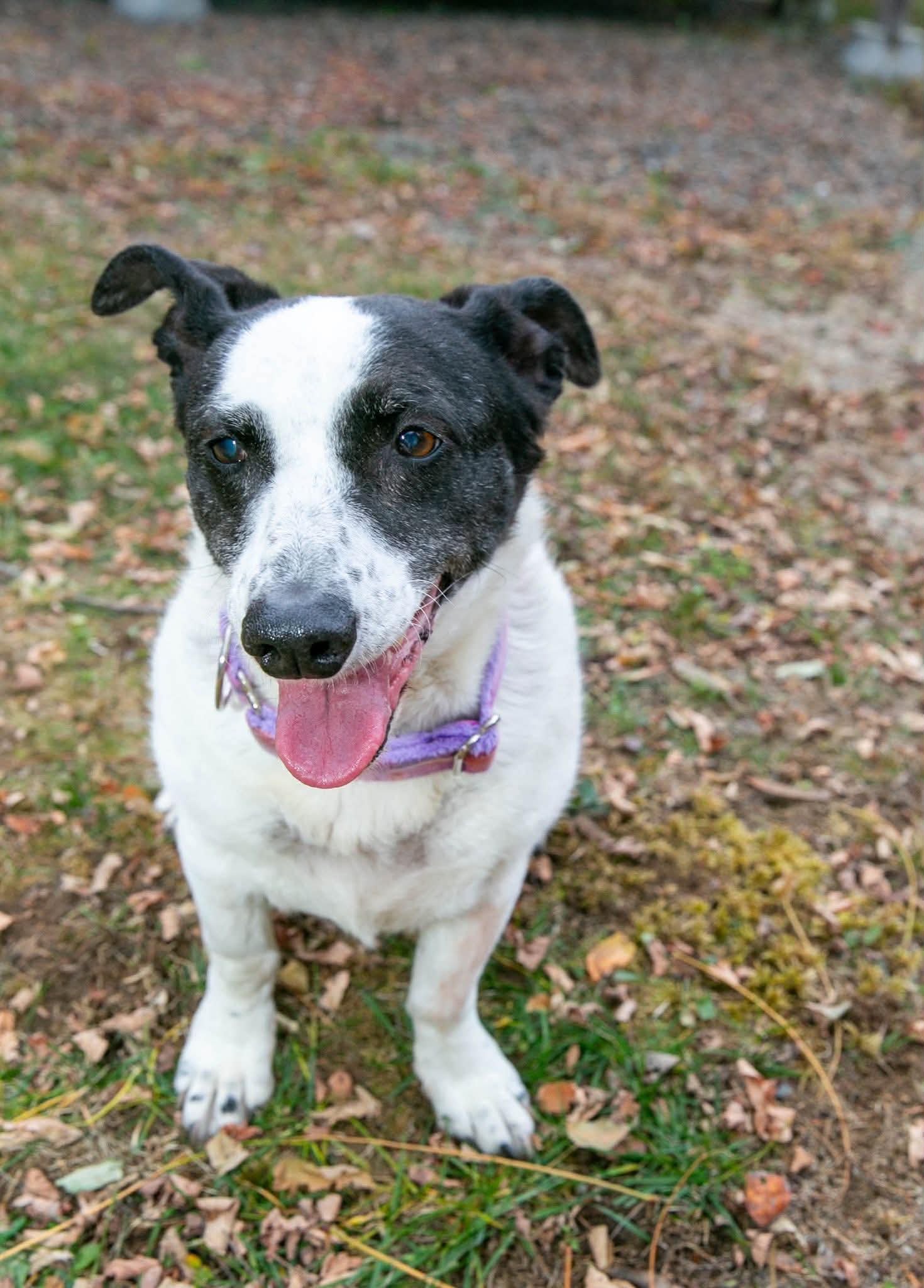 Help With QL's Emergency Vet Bills campaign photo, 5 of 12