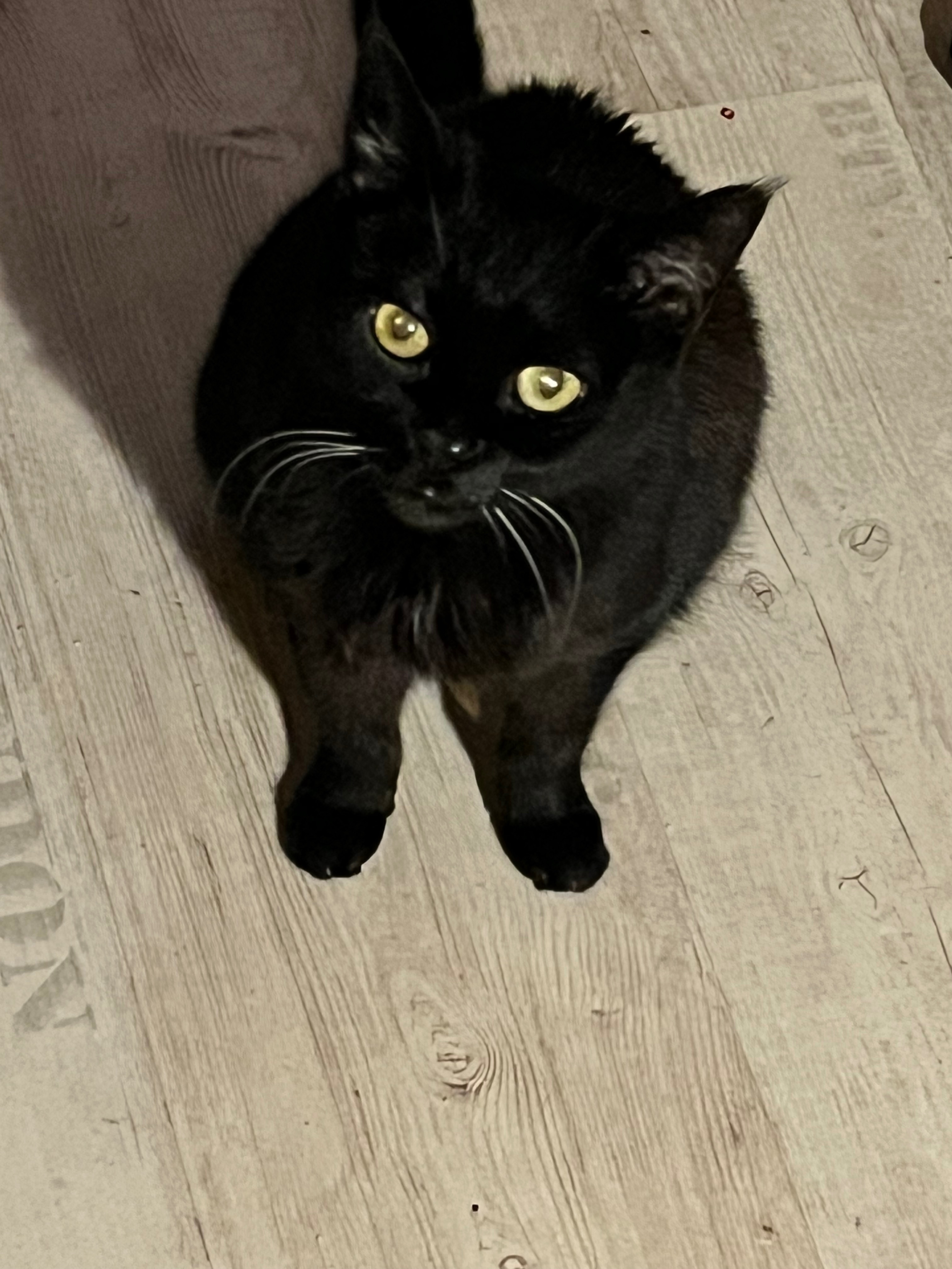 Foto da arrecadação ‼️[DRINGEND]‼️Hilfe für meine Katze Lilly, 2 de 3